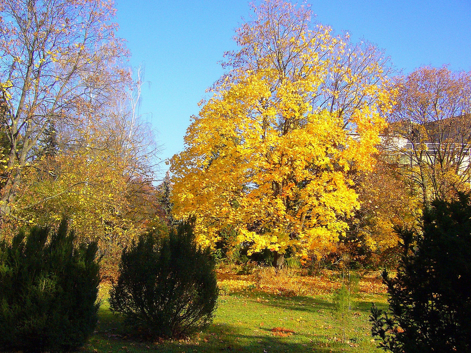 Debrecen, Egyetemi botanikus kert