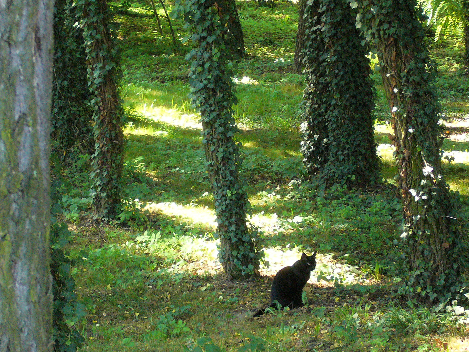 Zalakaros, Erdő fekete macskával