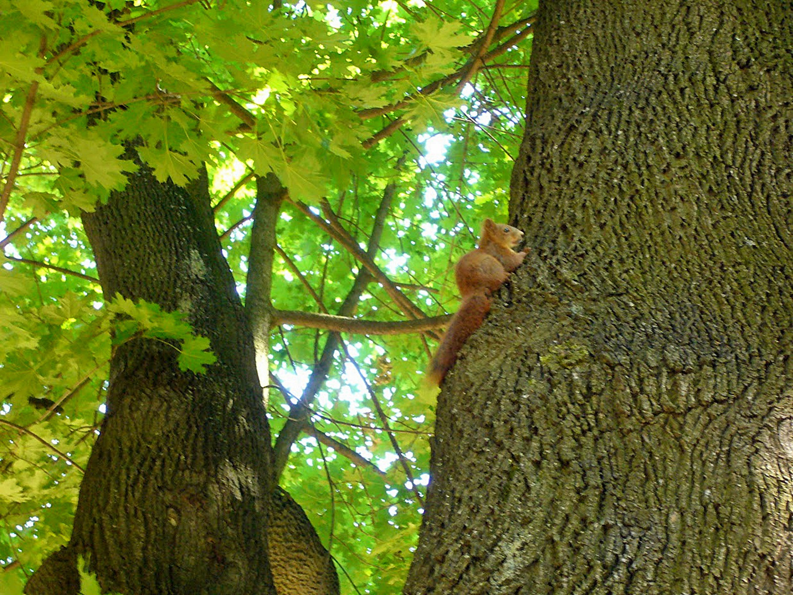 Mint a mókus fenn a fán