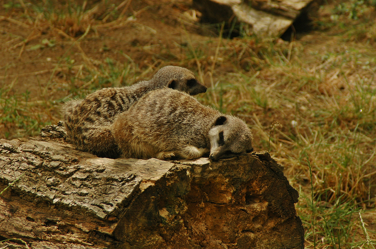 Kicsi szurikáta testvérpár pihenő