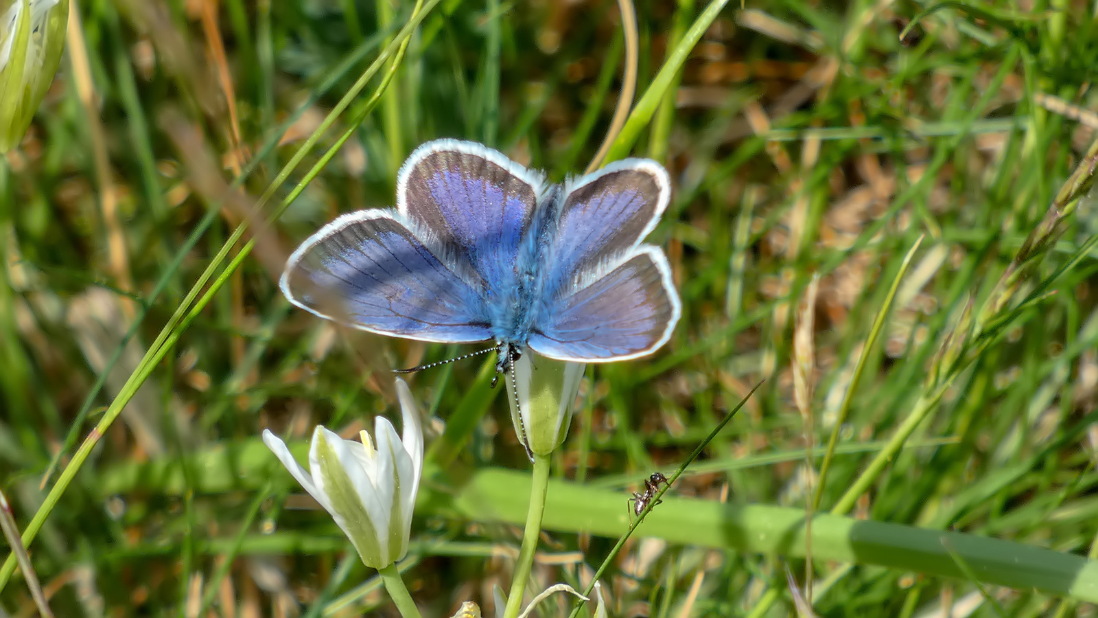 Kék pillangó