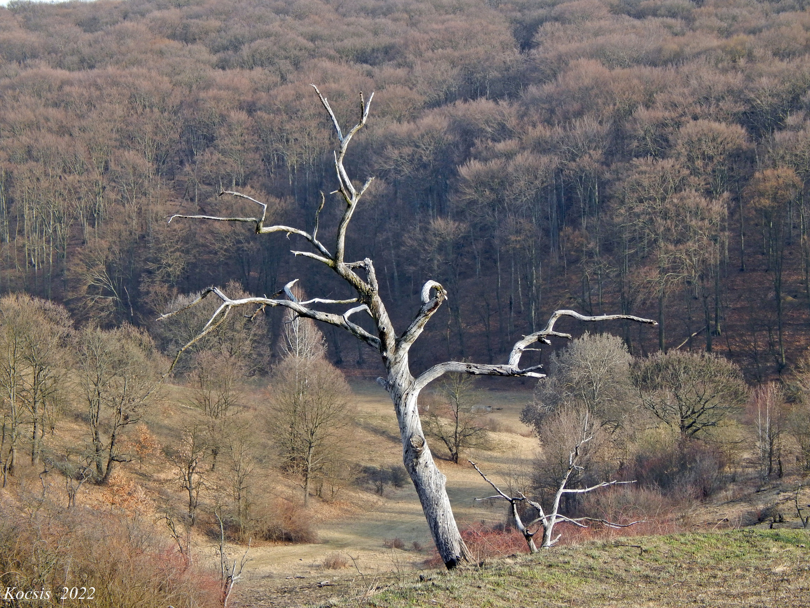 A kiszáradt fa.Pitypalatty-völgyi tájkép
