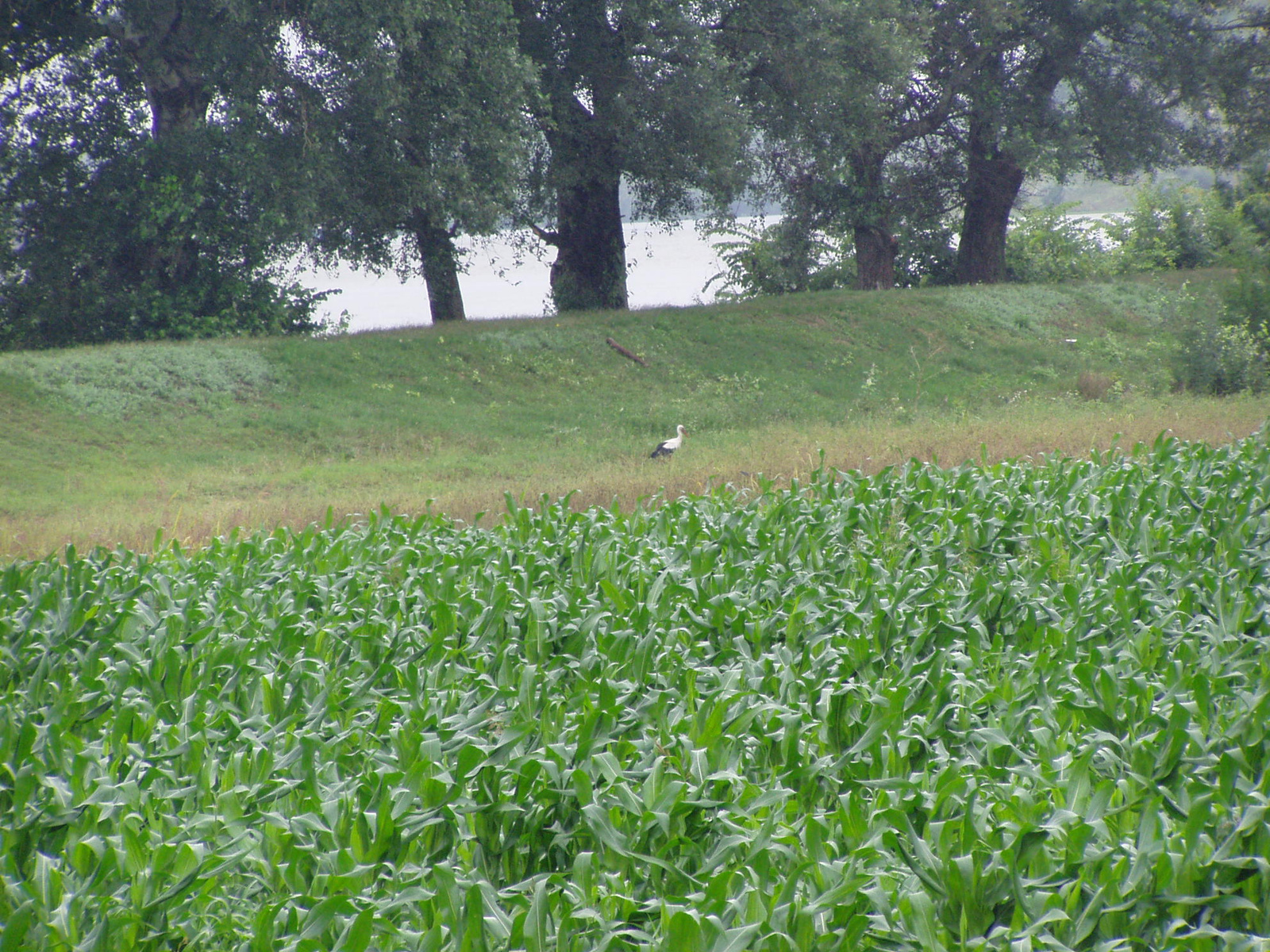 FÉNYKÉPEZŐGÉP 2010 VI HÁRMAS 048