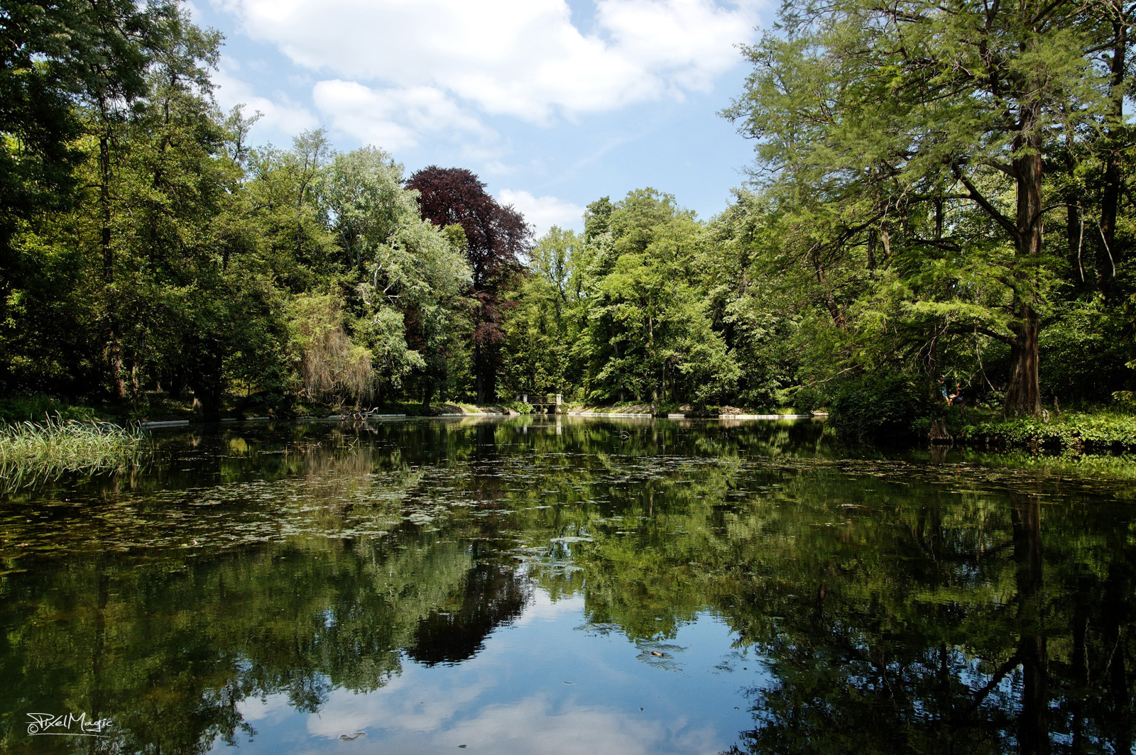 Alcsúti arborétum