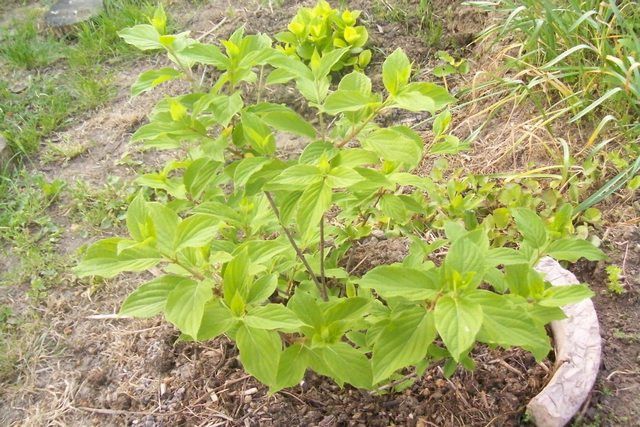 bugás fehér horti