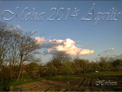 Moha-2014-Április.png