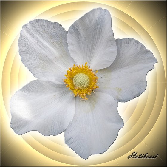 Világító-fehér-virág.png