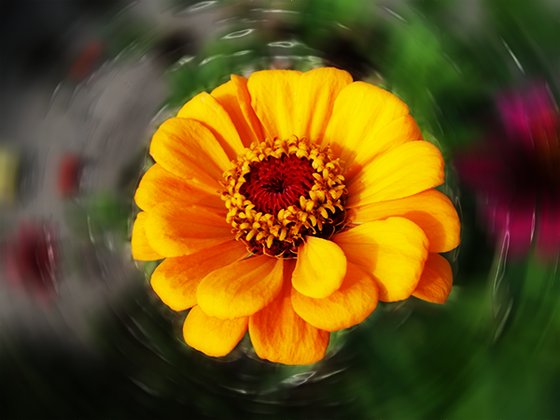szédült-sárga-virág.png