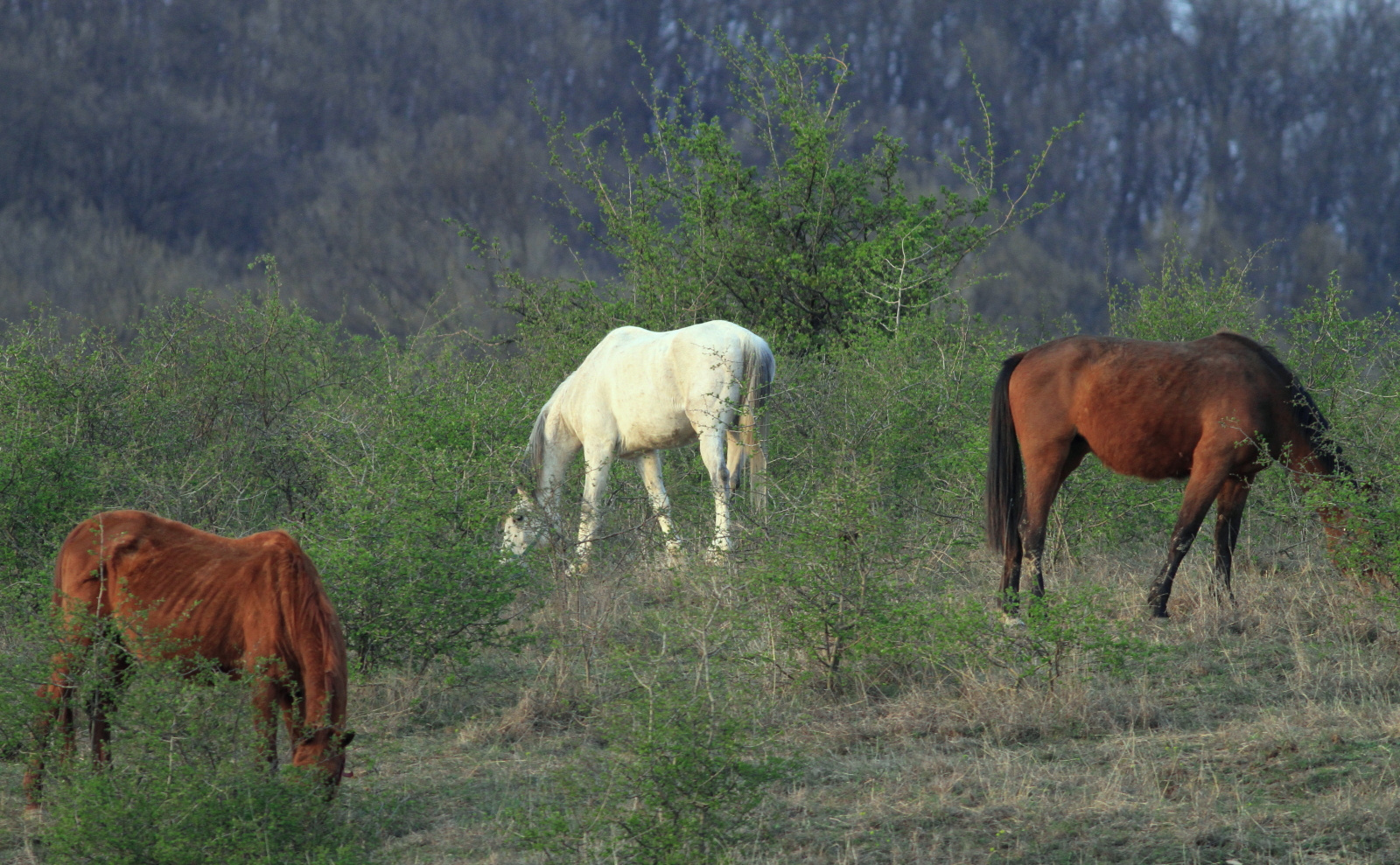 Lovak 2013 040508