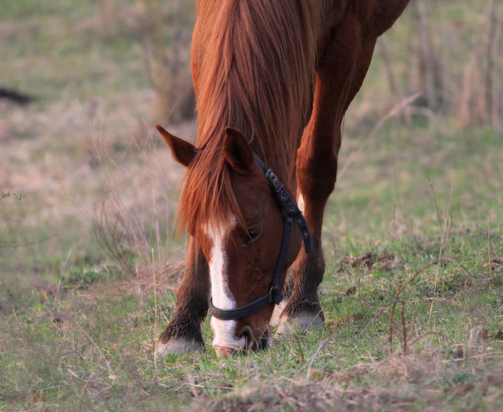 Lovak 2013 040510