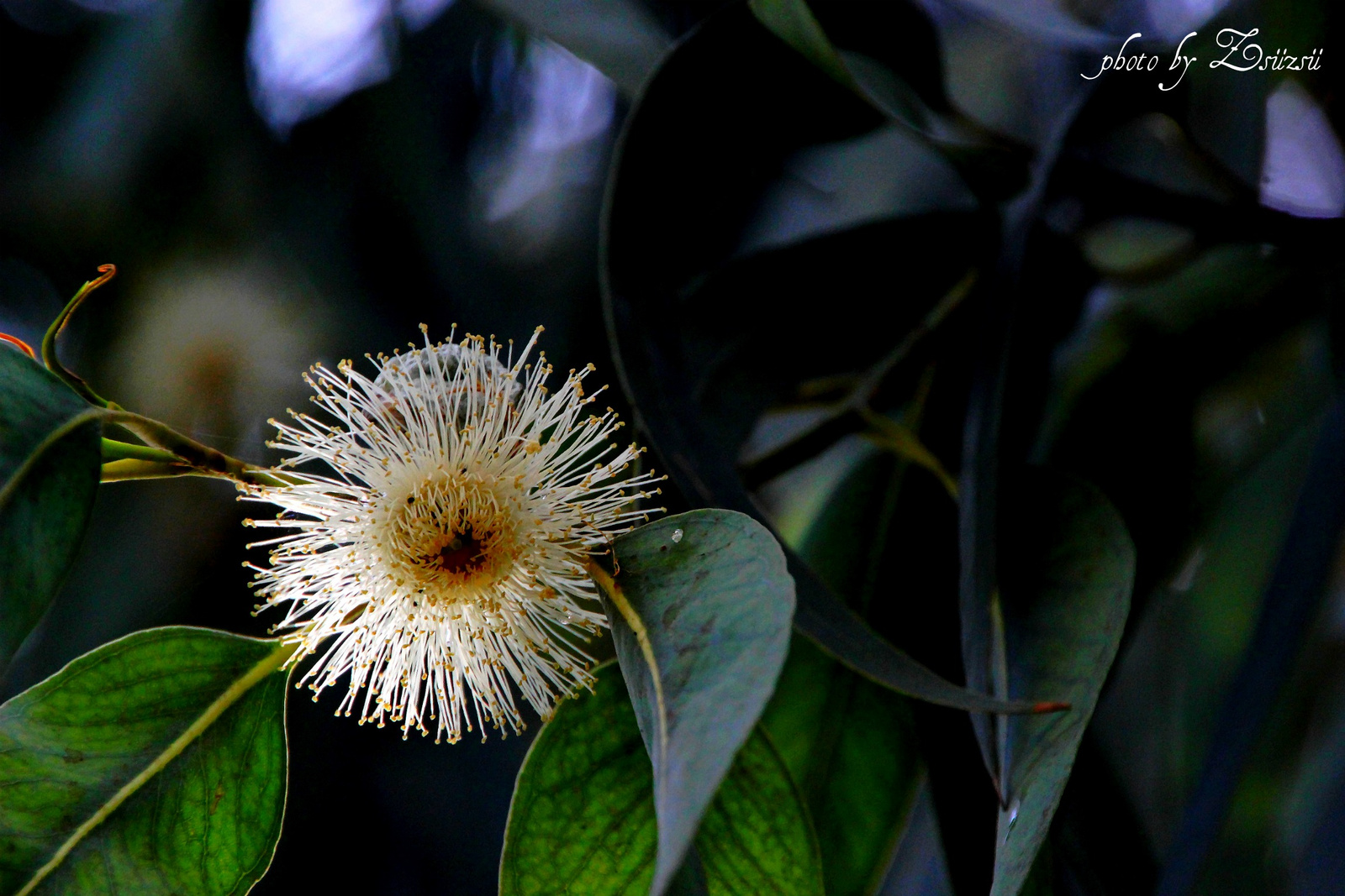 Eukaliptuszfa virága