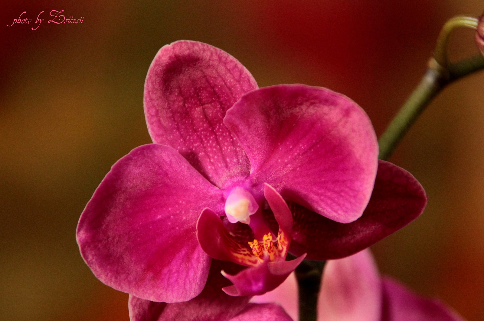 Variációk orchideára 1
