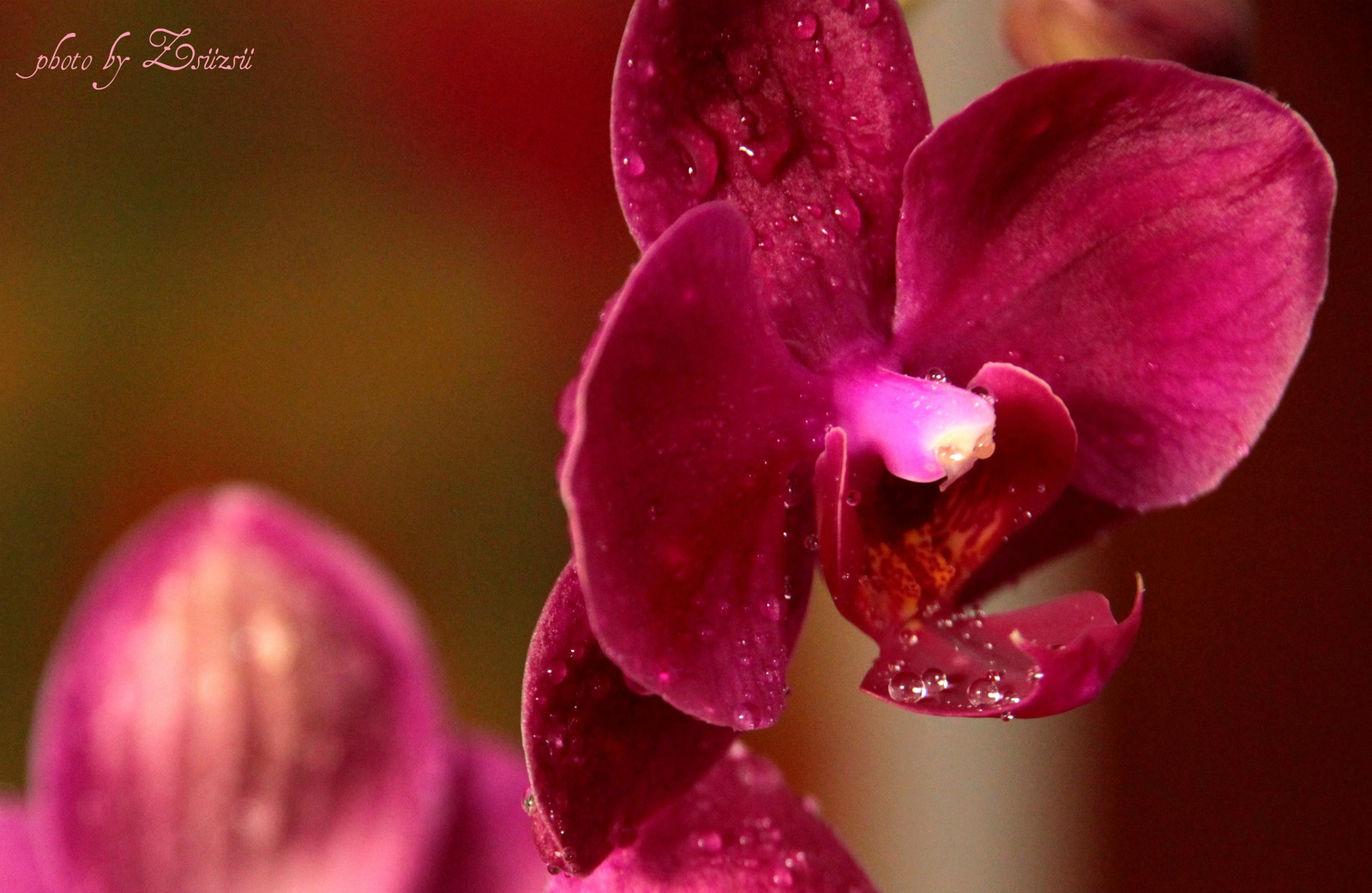 Variációk orchideára 2