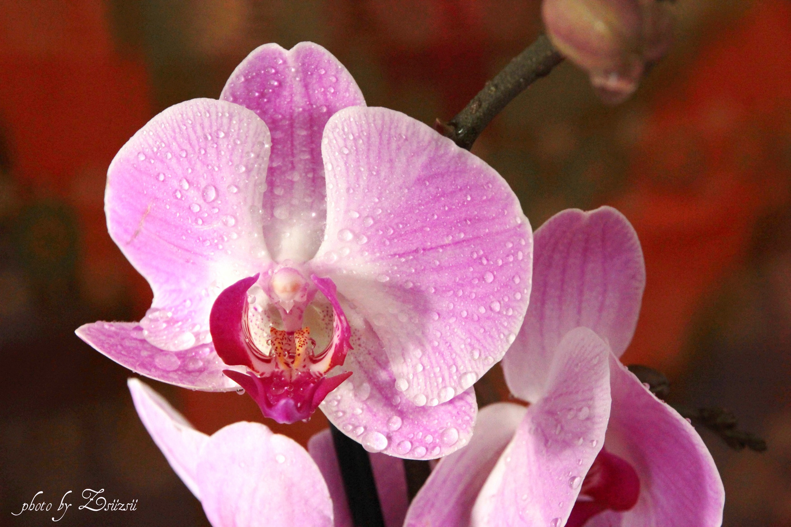 Variációk orchideára 6