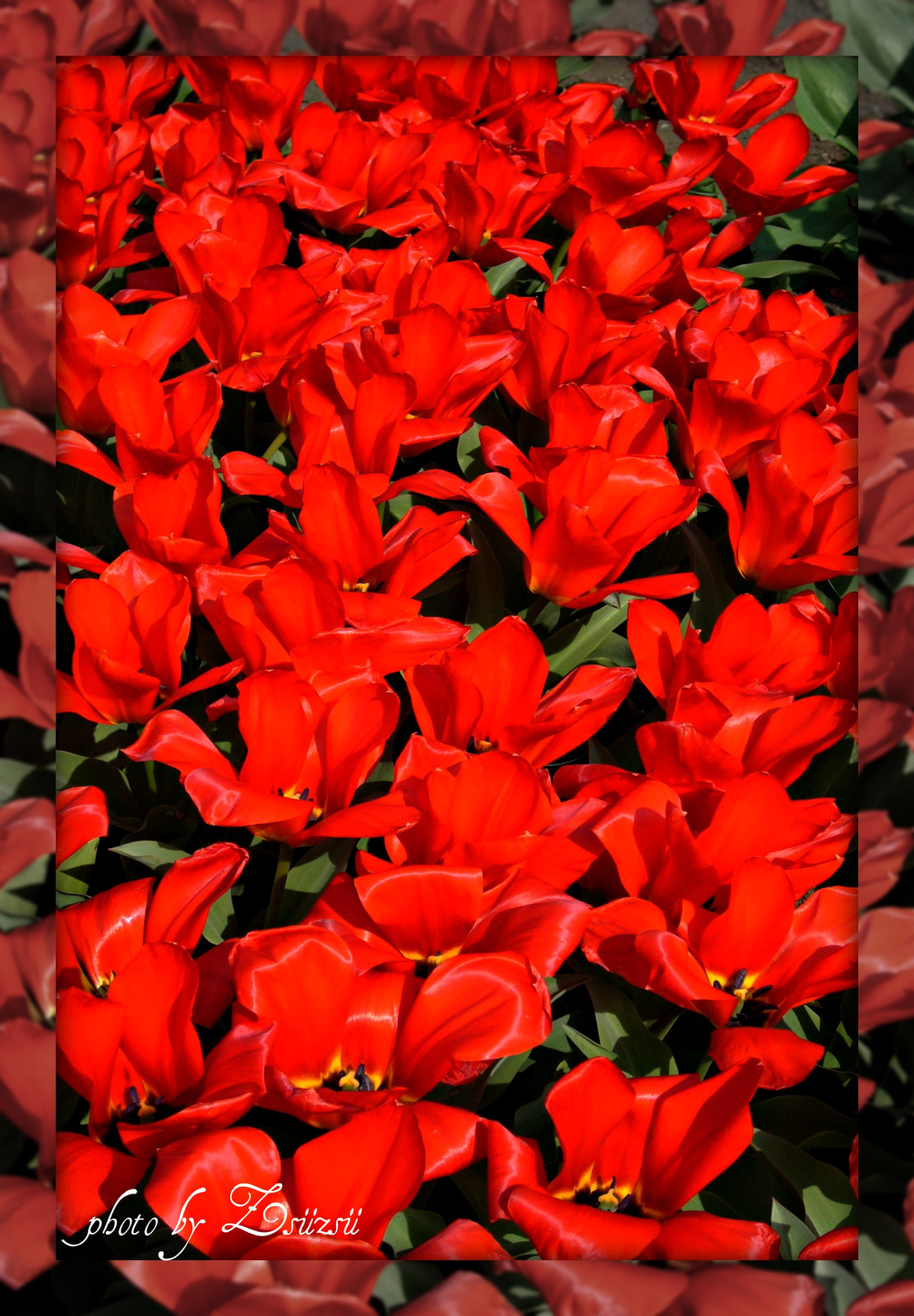 Tűzpiros tulipánok