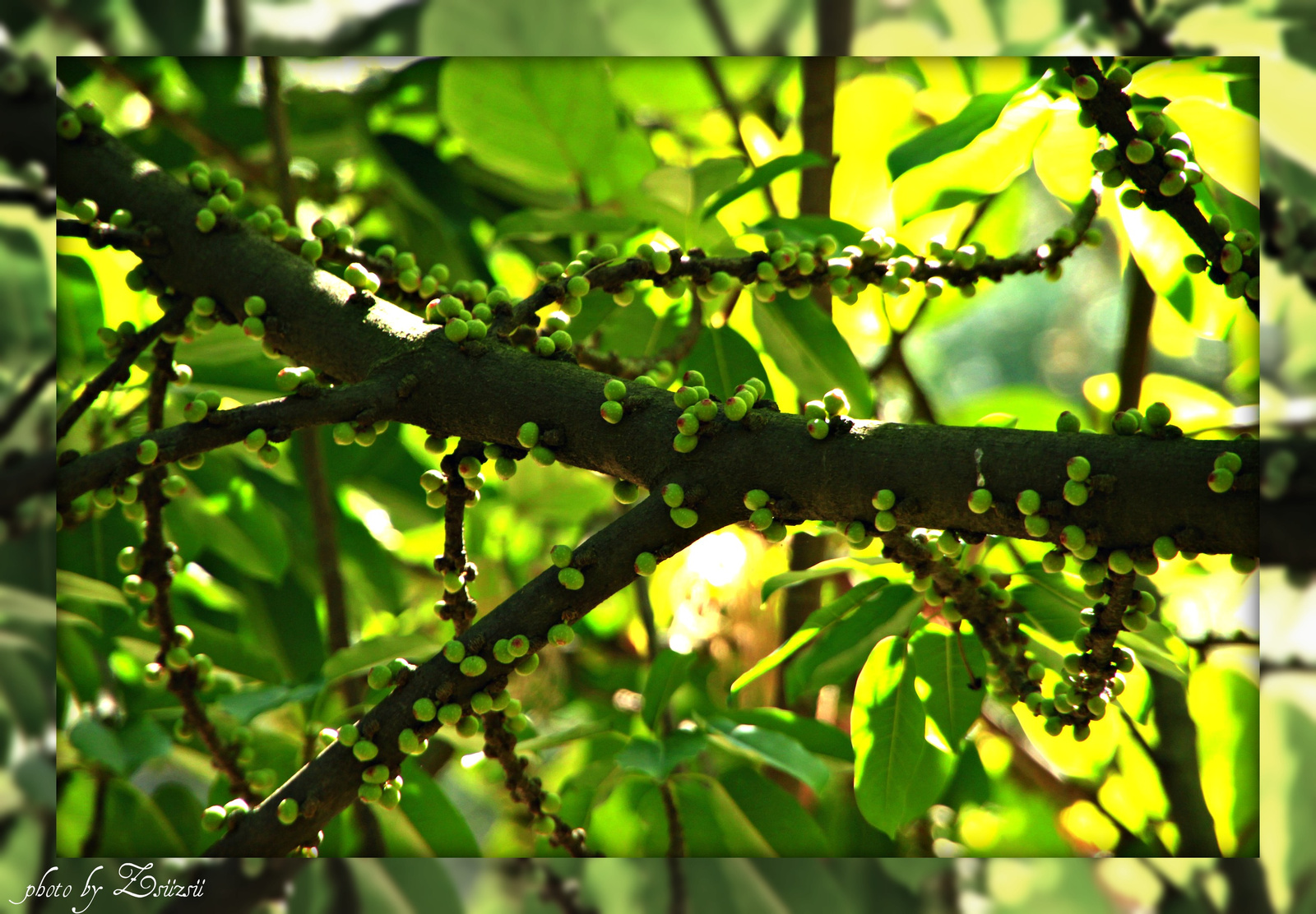 Különös rügyek - Ficus Superba, Japonica