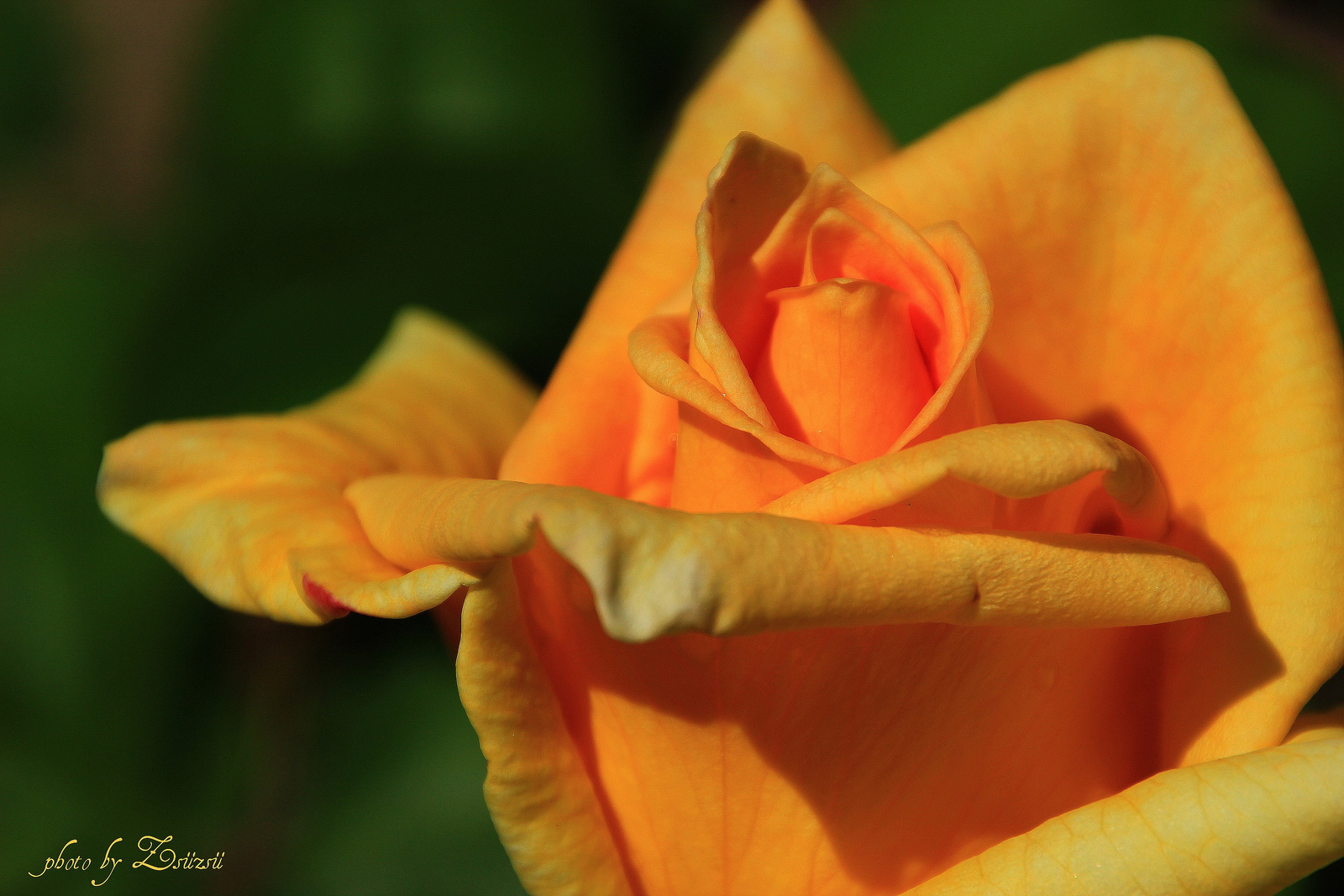 Sárga rózsa 2