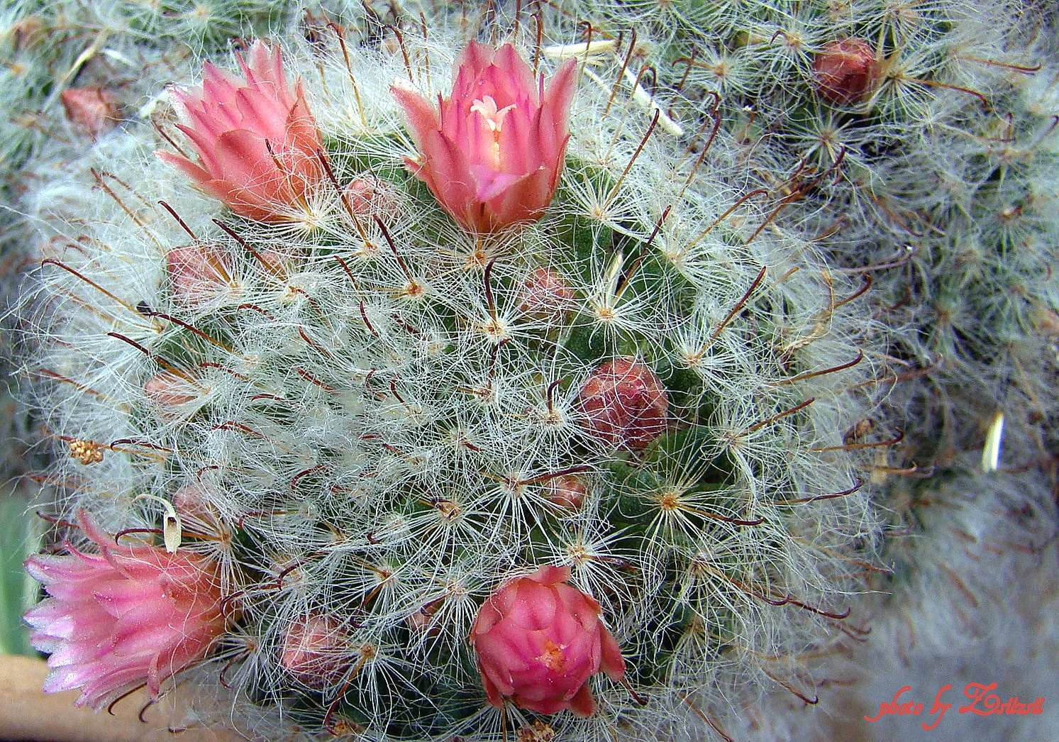 Kaktuszvirágok 1
