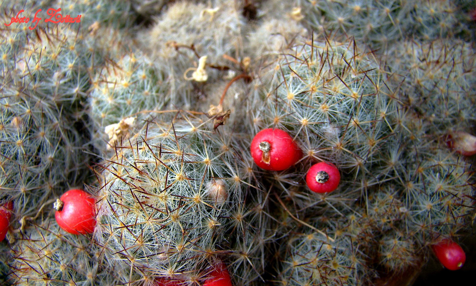 Piros bogyós kaktusz...