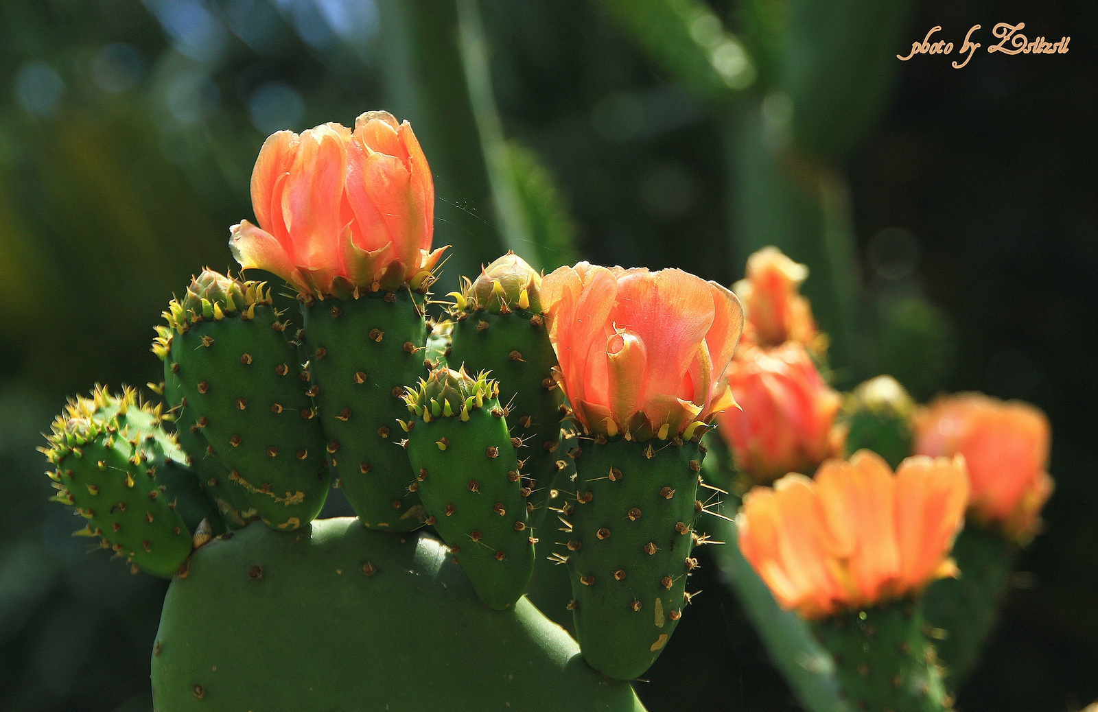 Naracsszínű kaktuszok...