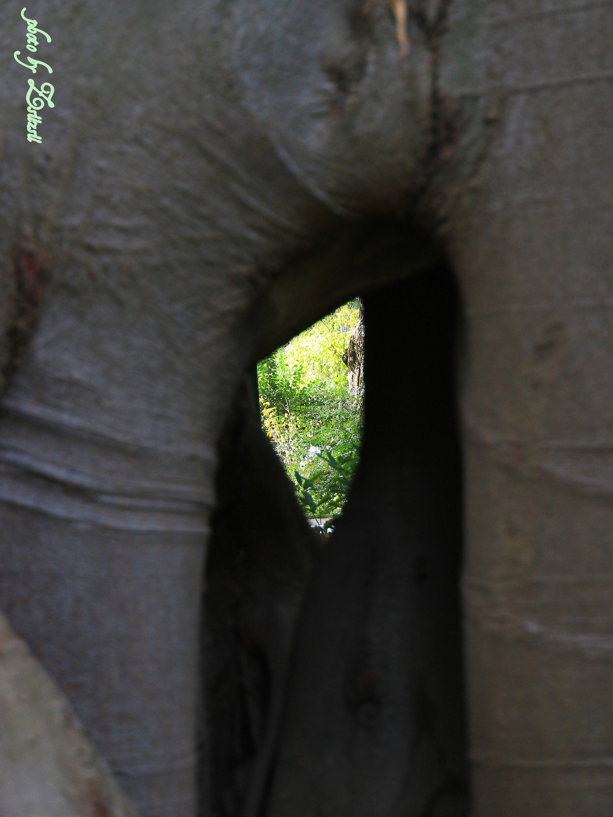 Sétáló elefánt...