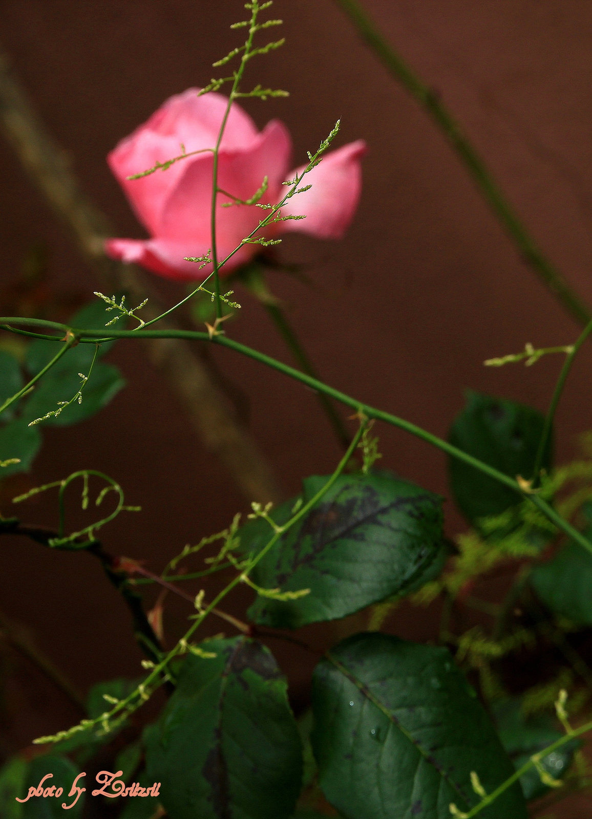 Az elsők között - portugál rózsa