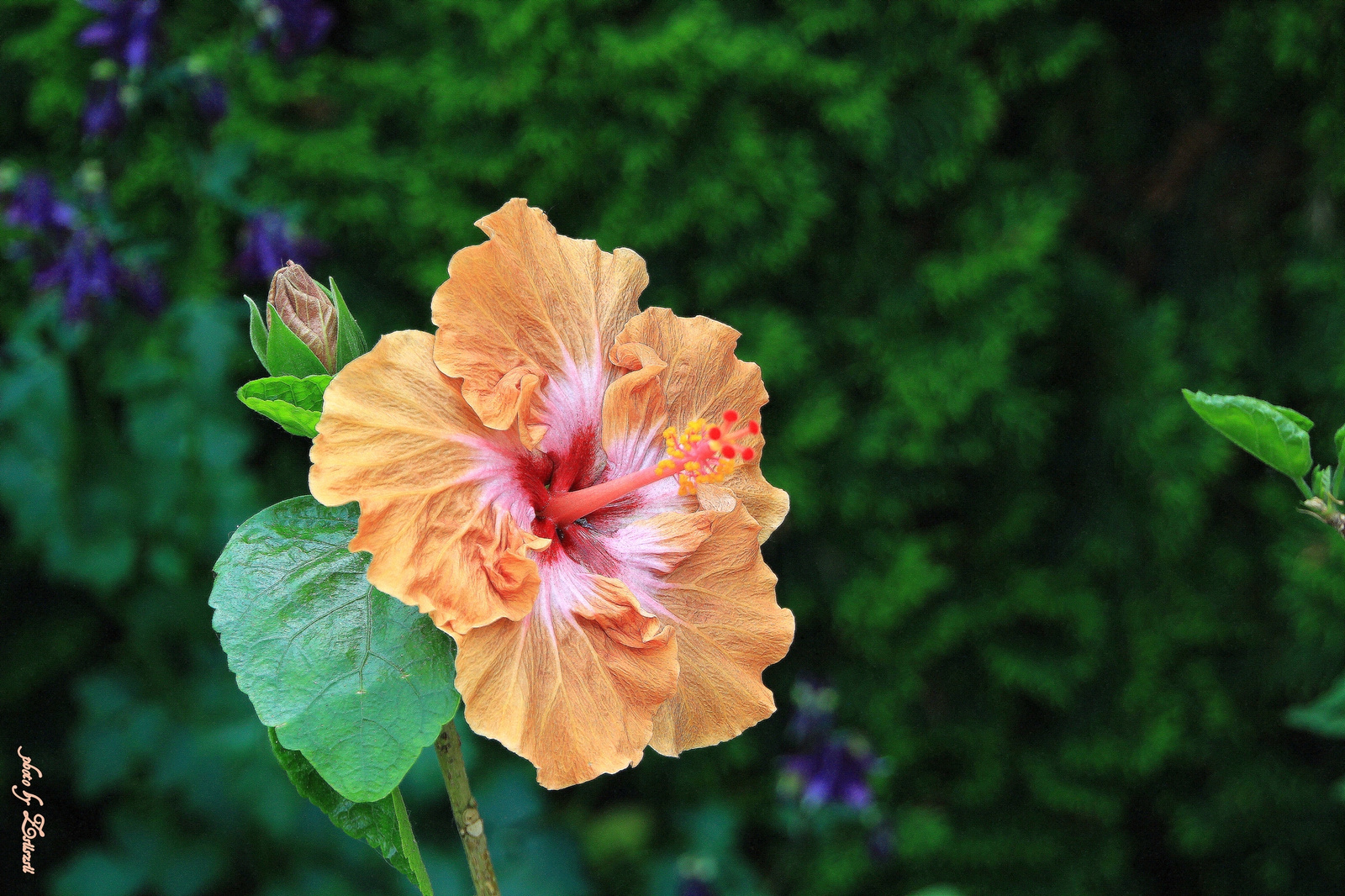 Fodros hibiszkusz