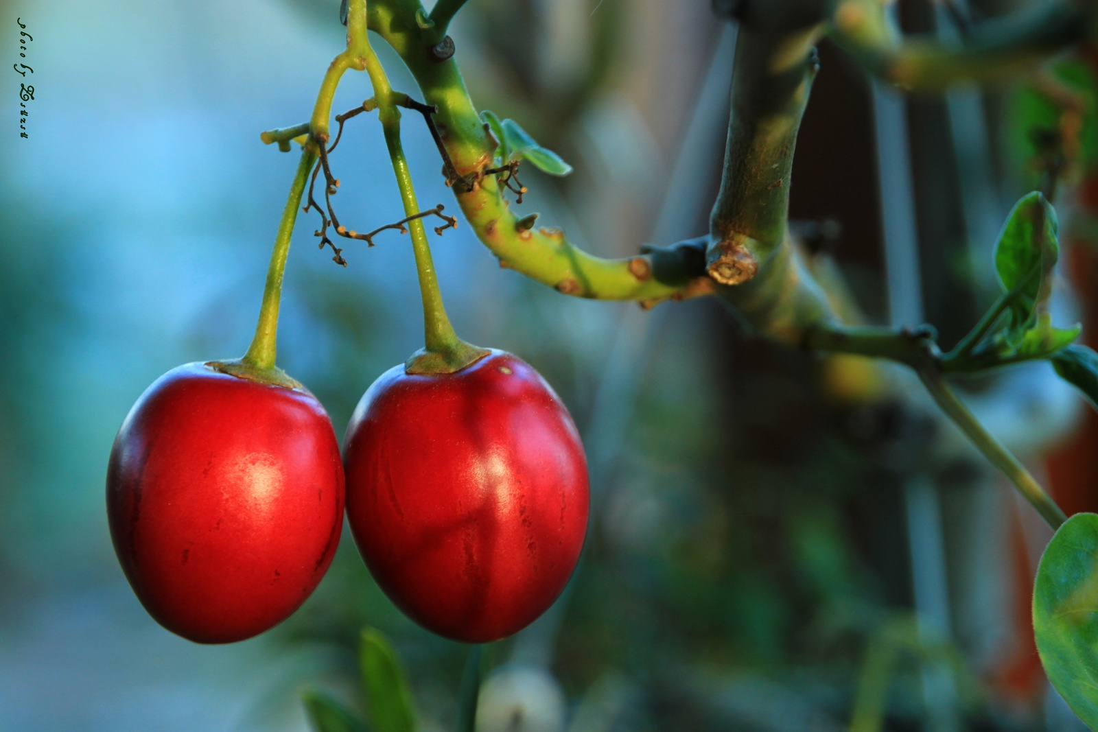 Tamarillo - Paradicsomfa