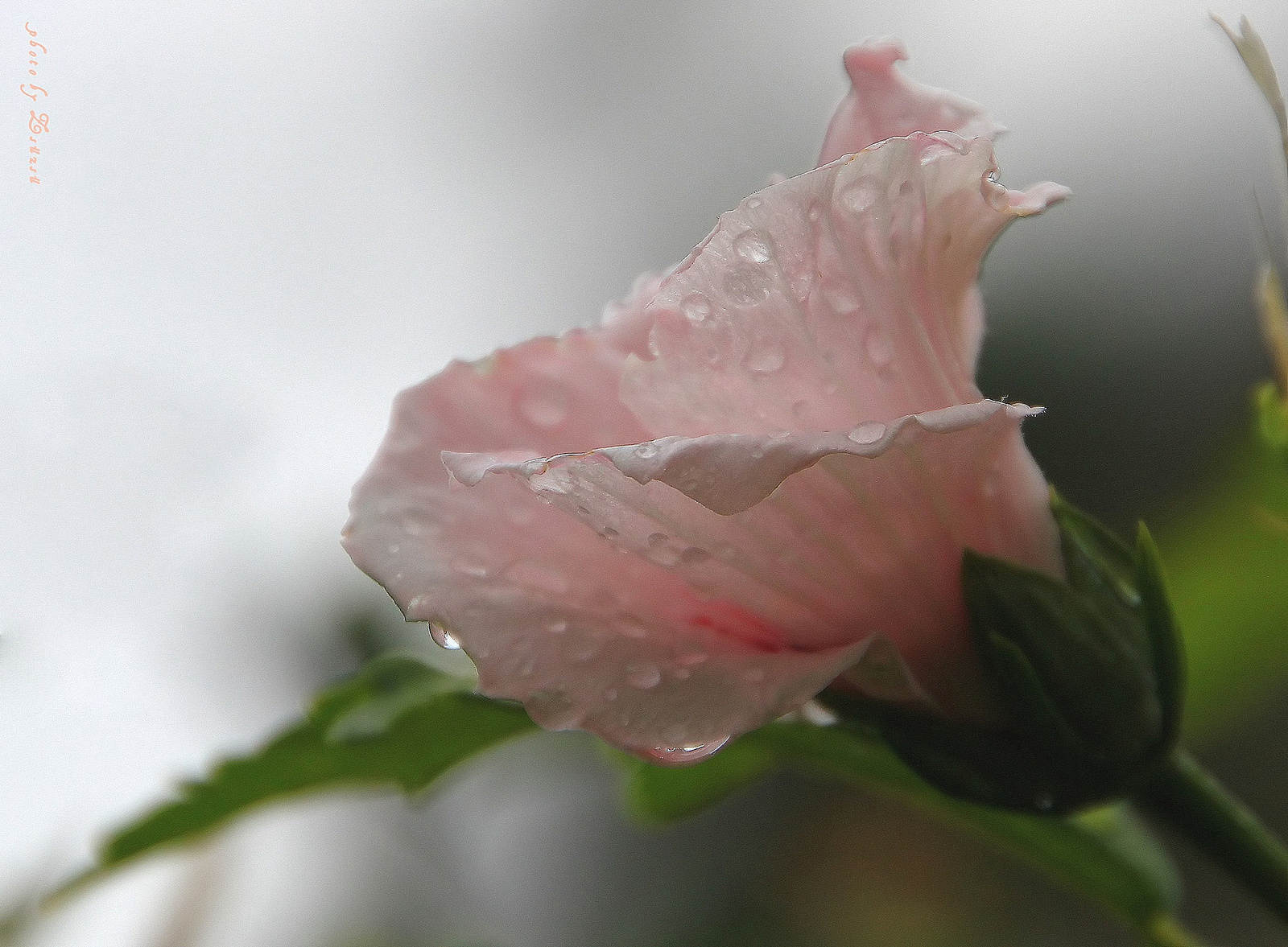 hibiszkusz