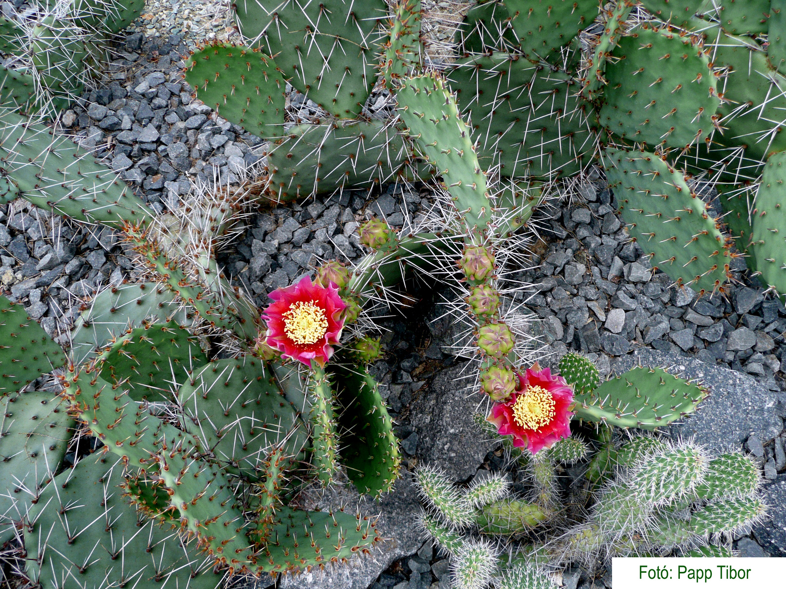 Opuntia engelmanni var.lindheimeri (Zapata, Texas)