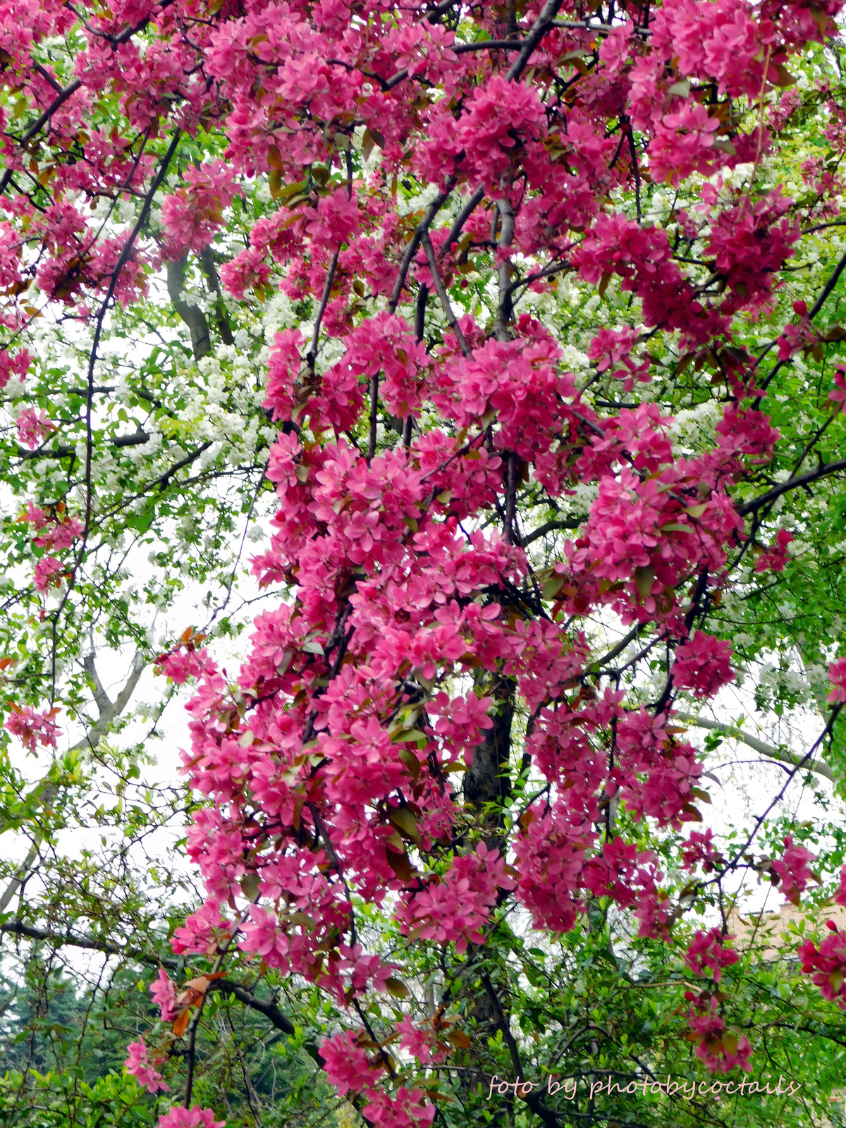 Fűvész-cseresznye-tavasz