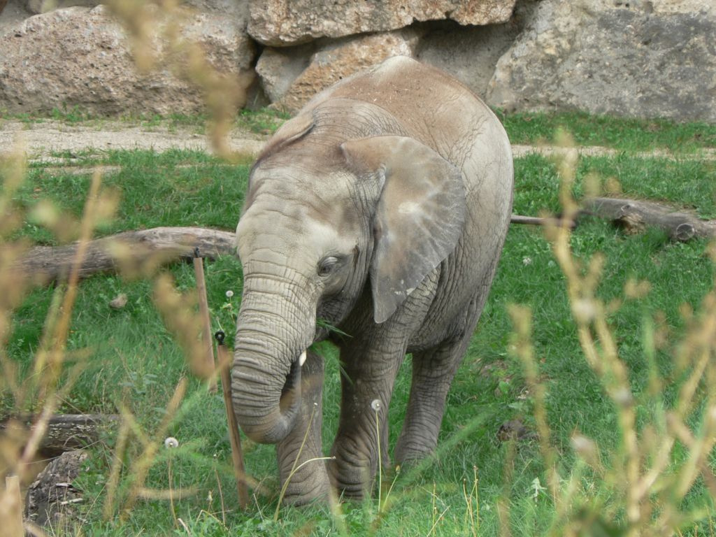 kiselefant