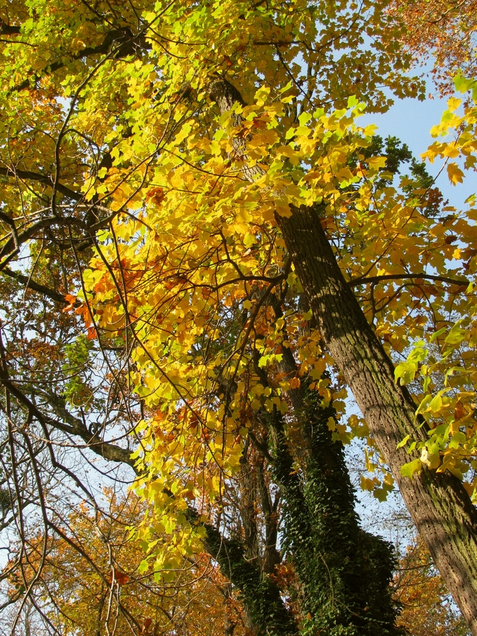 Alcsúti arborétum