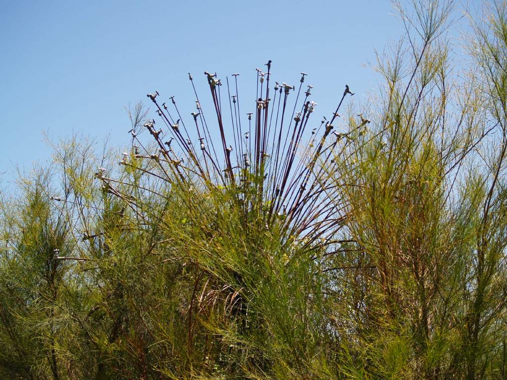 Yanchep National Park 4