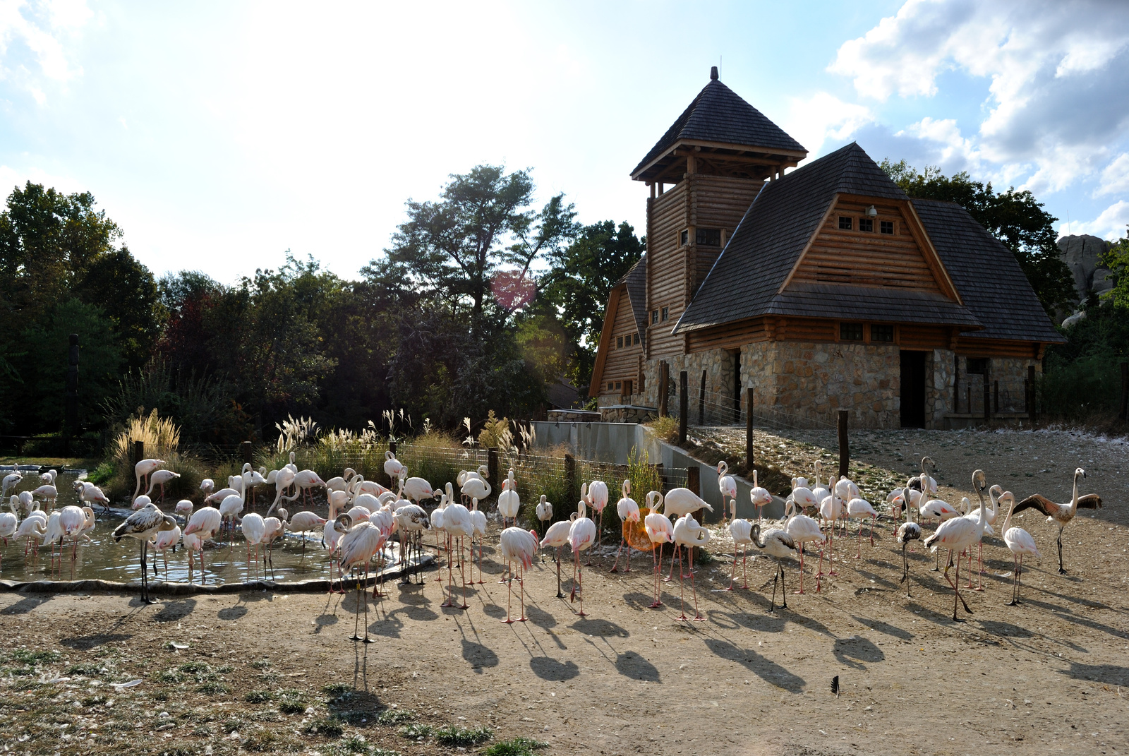 Bölényház flamingókkal