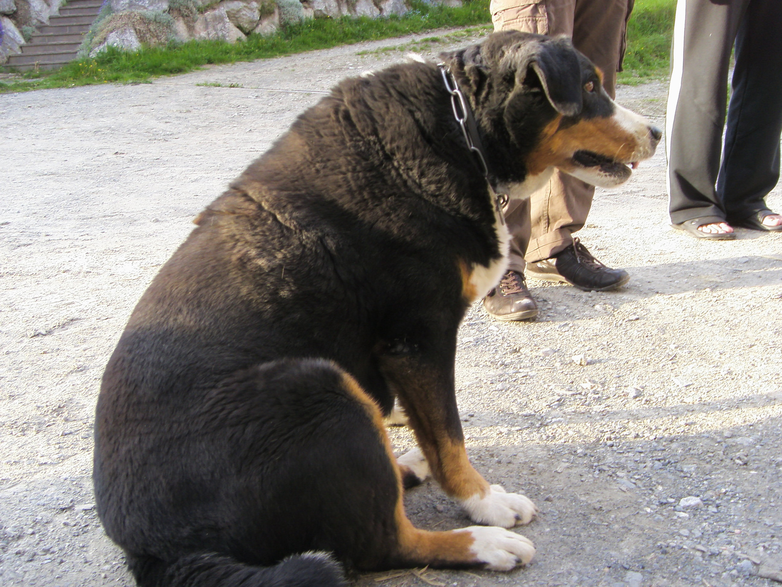 kutyuli lesben