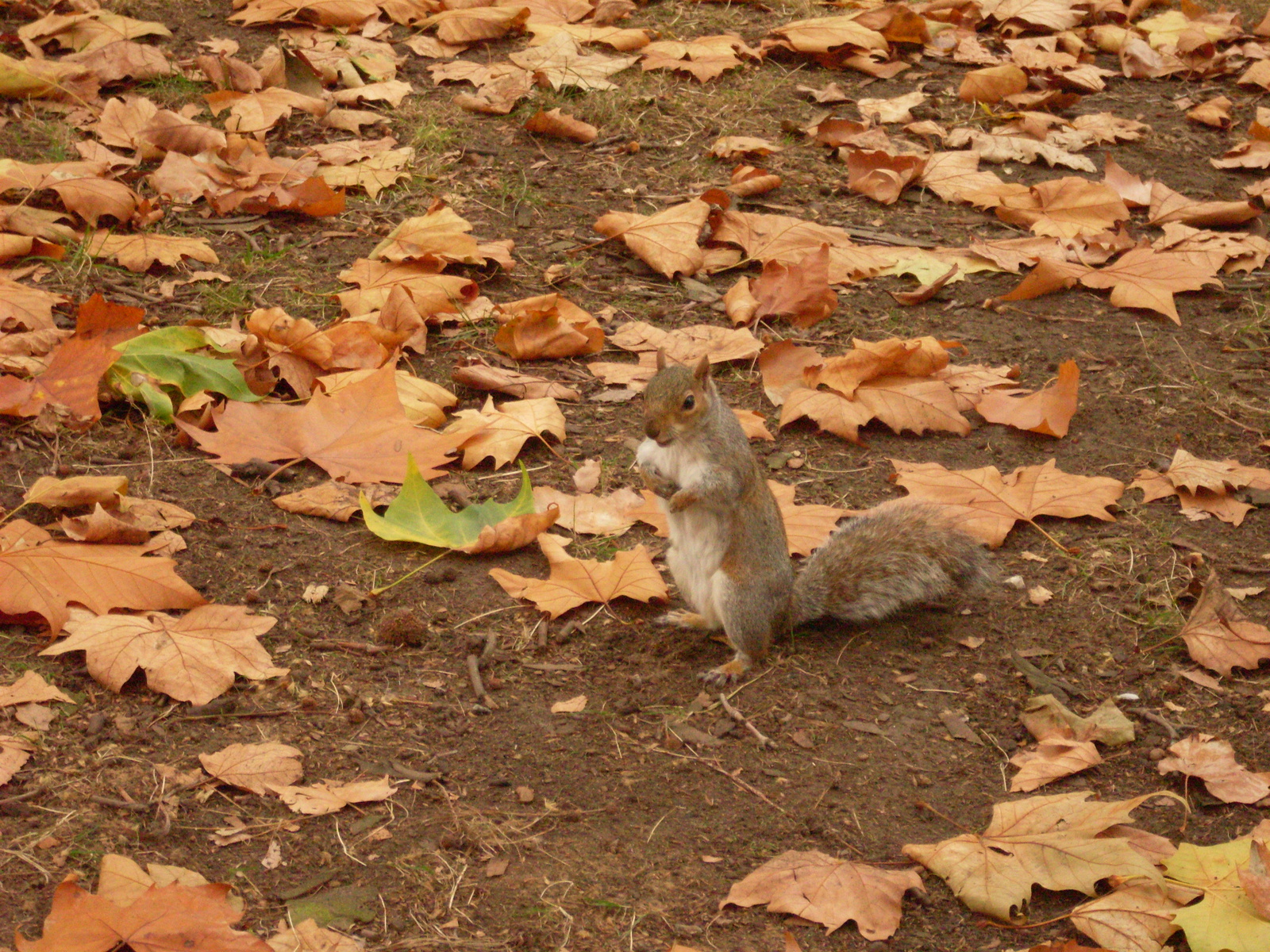 Royal Squirrel