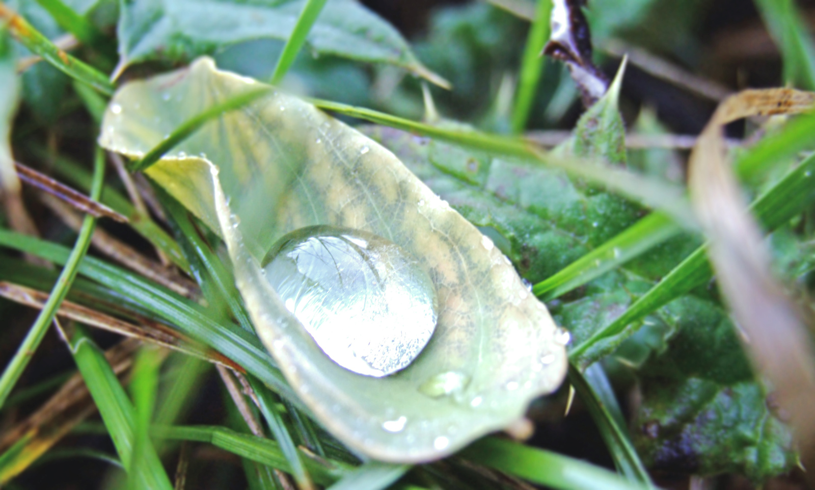 raindrop