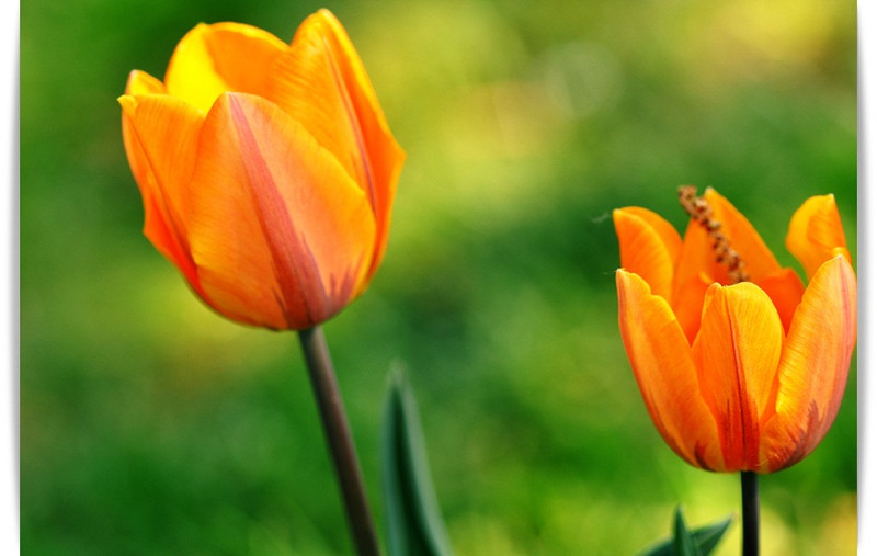 tulipánok1