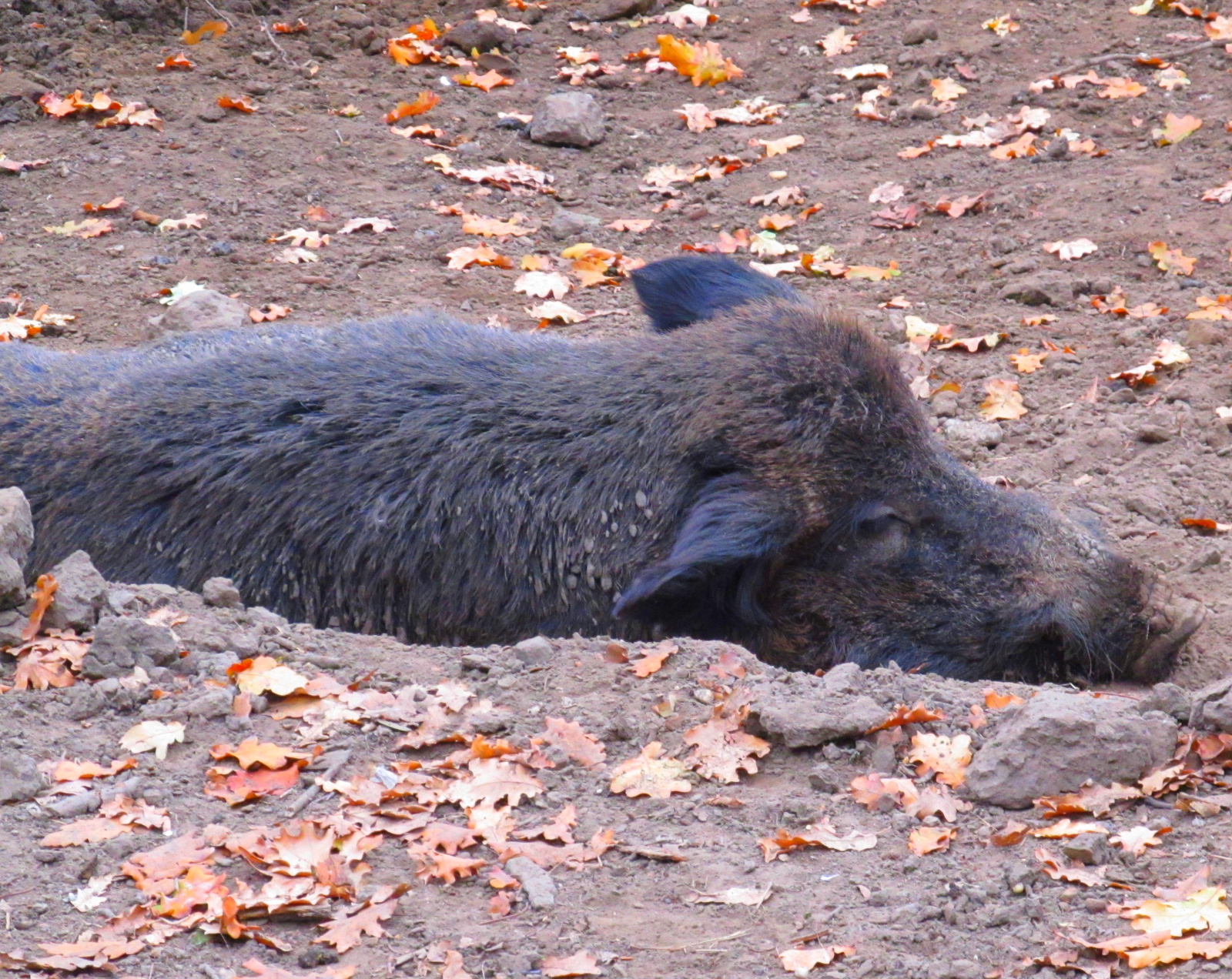 Vaddisznó