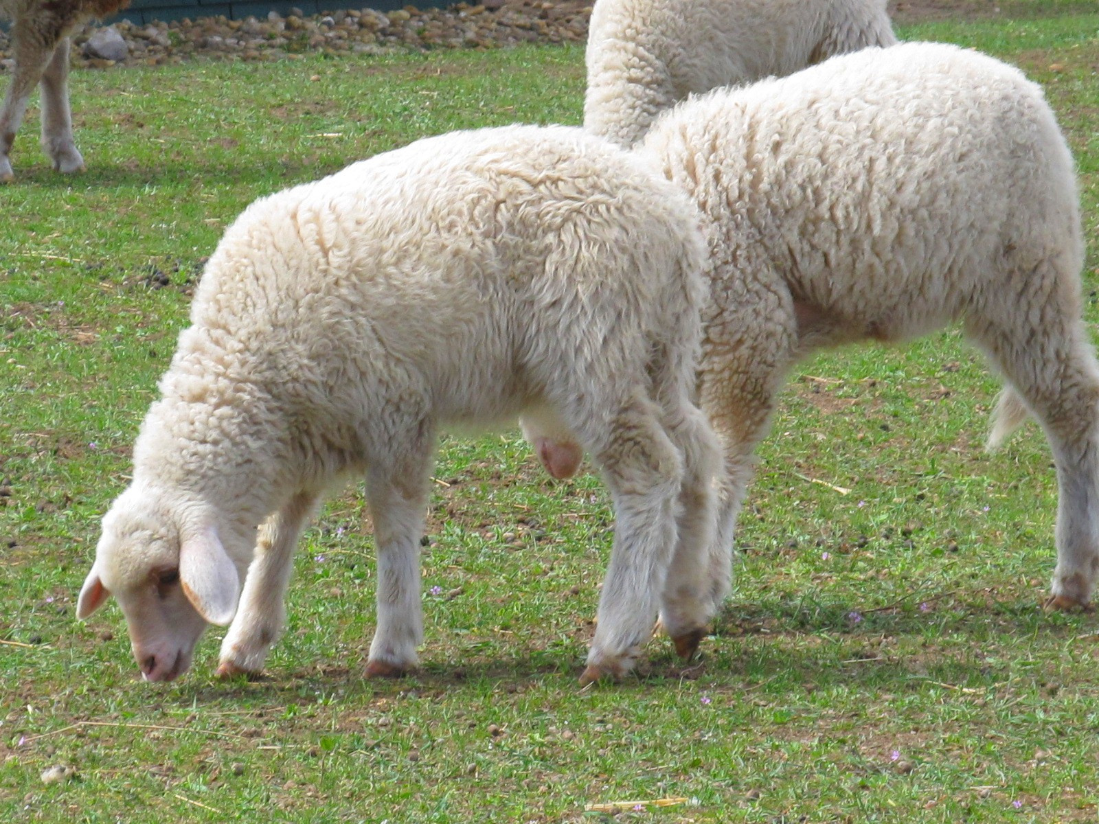 Kis báránykák