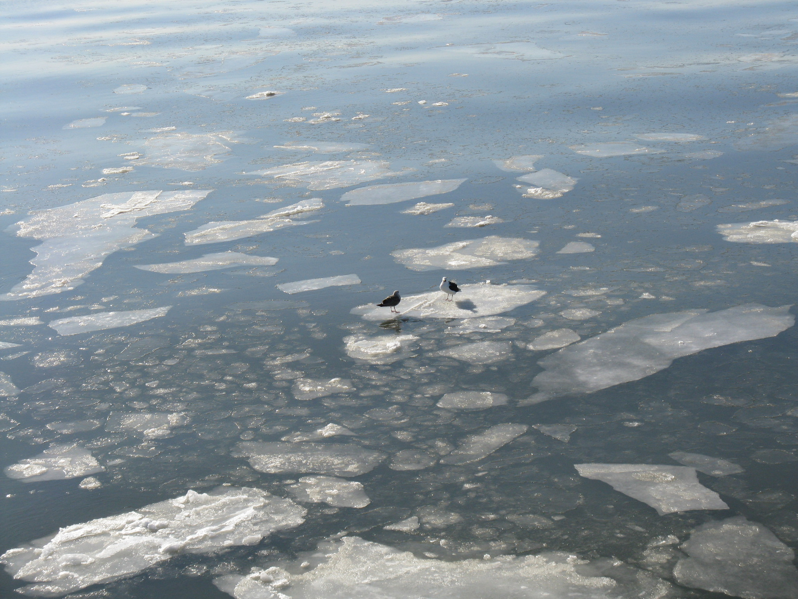 Gulls on ice