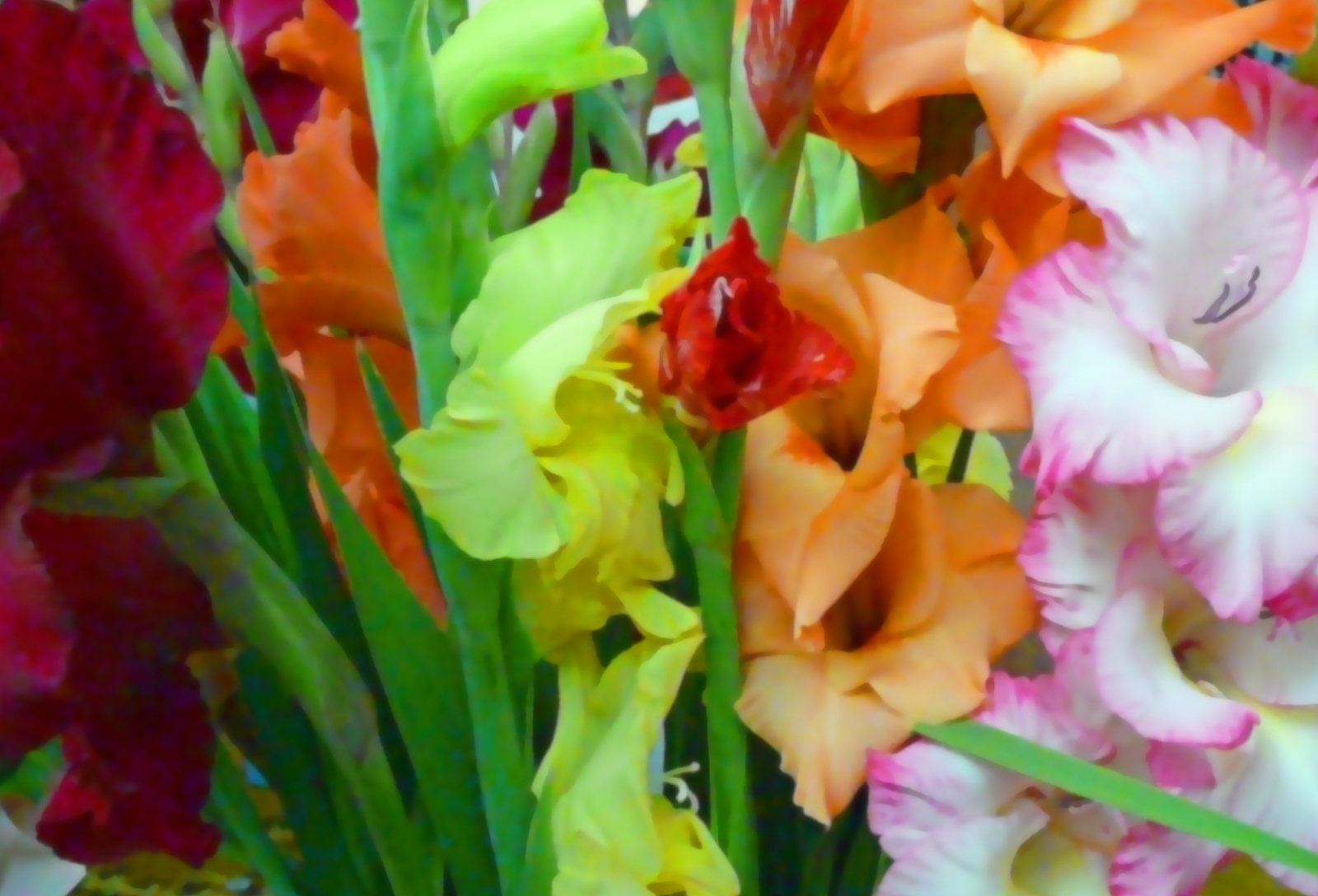 Gladiolus - Kardvirág