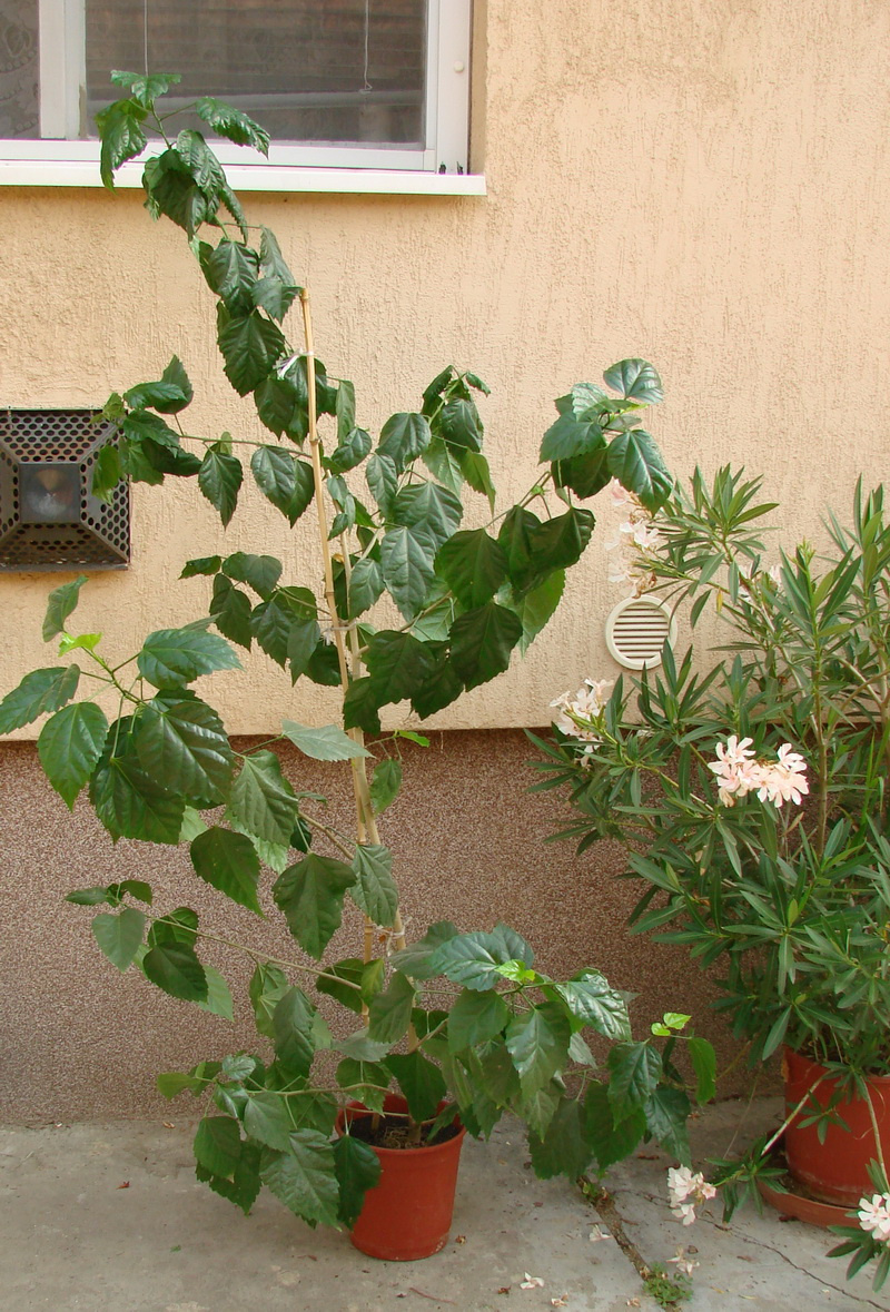 hibiskus 009 n