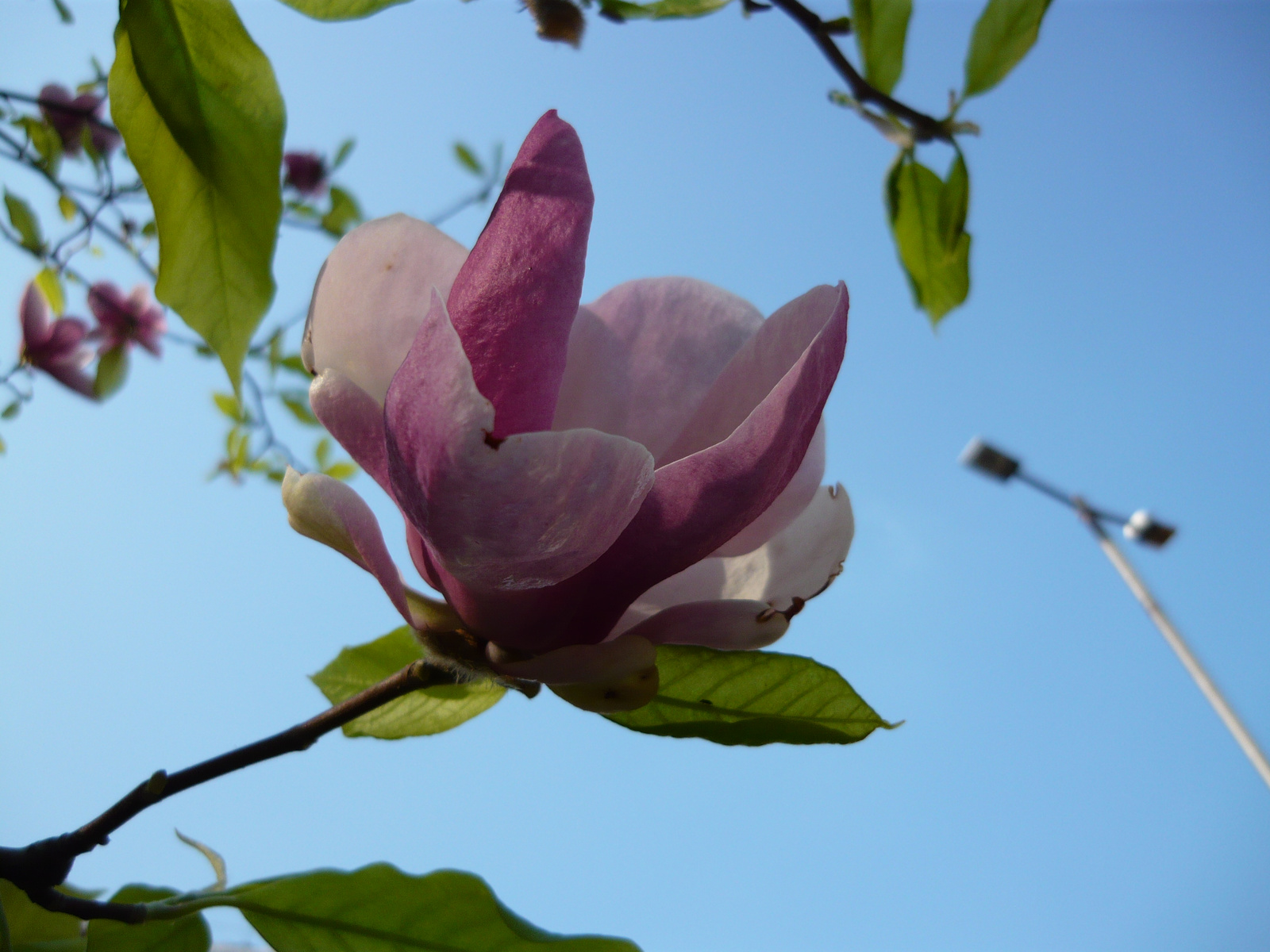 magnolia