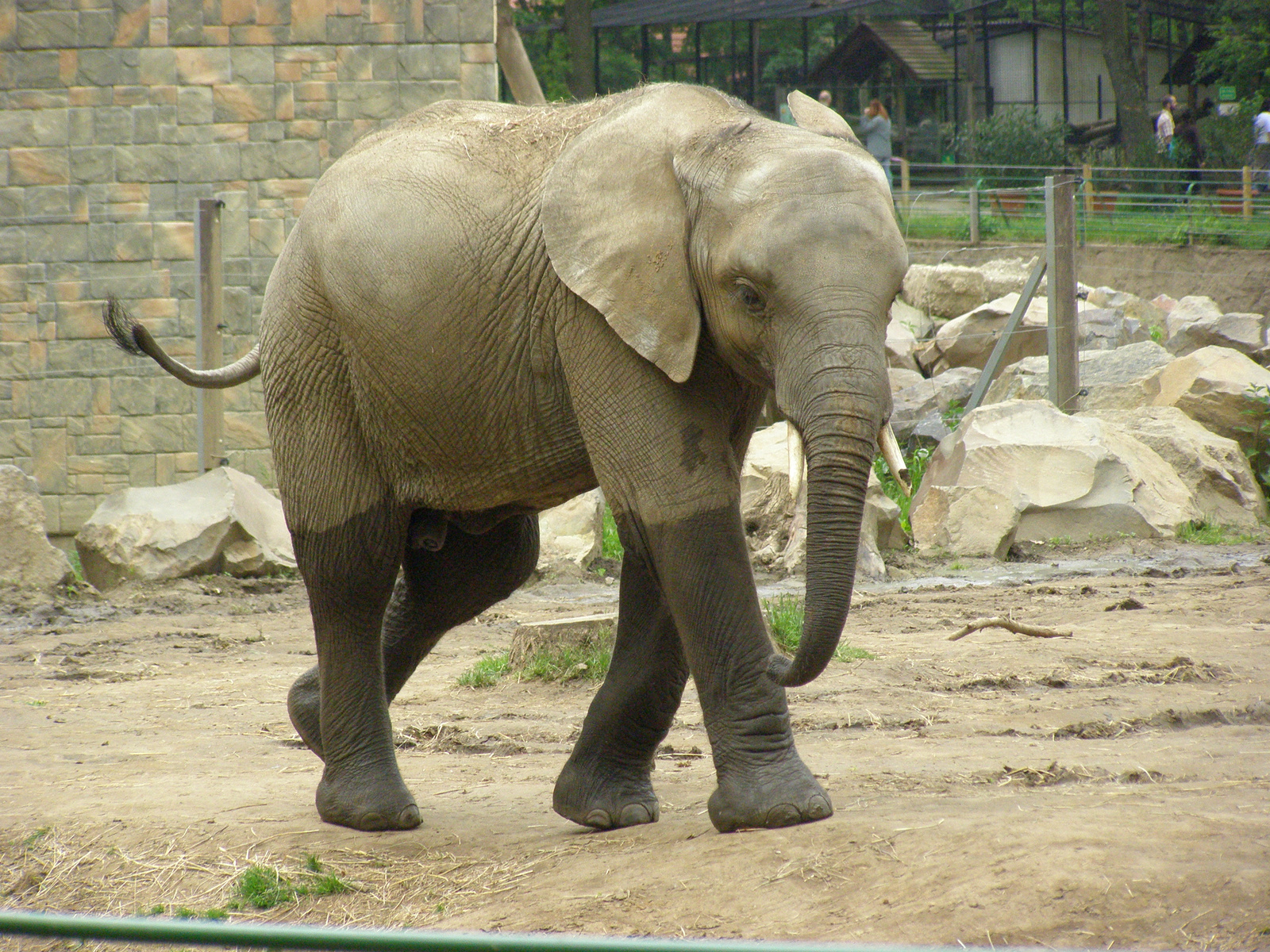 kis elefánt