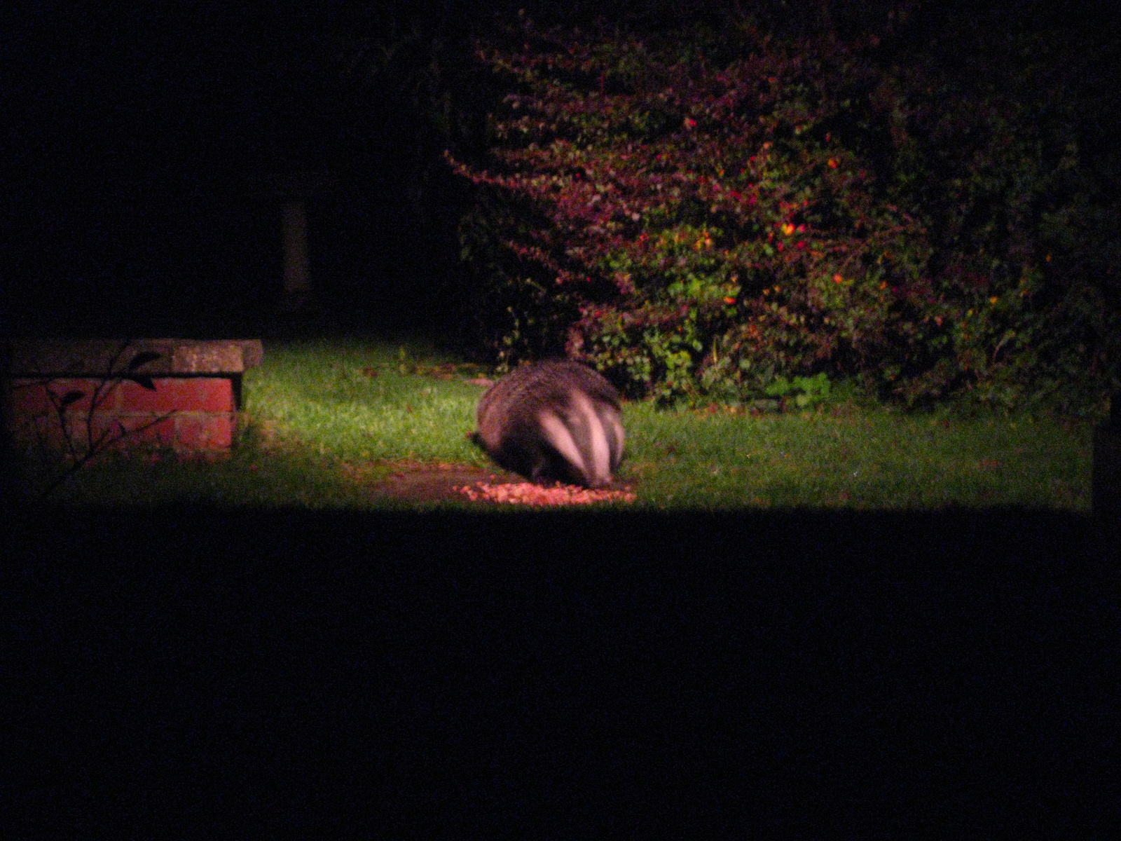 20121024 badger! (3) - Copy