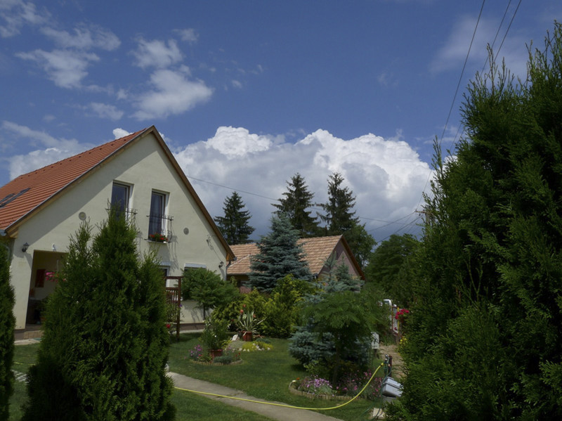 20090603Házeleji virágok-018