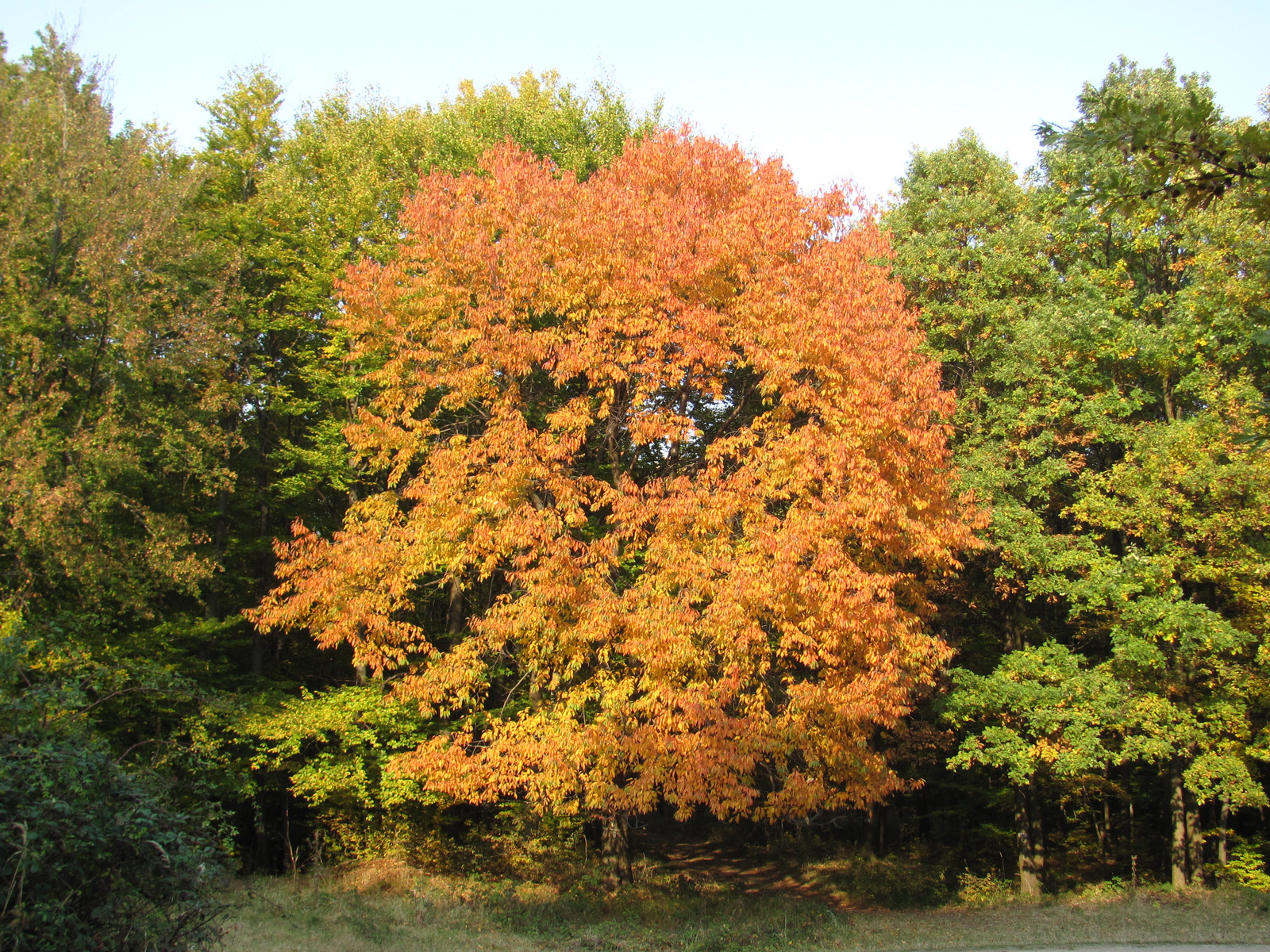 2011.10.31.Zengő,Réka-völgy,Pécsvárad 024