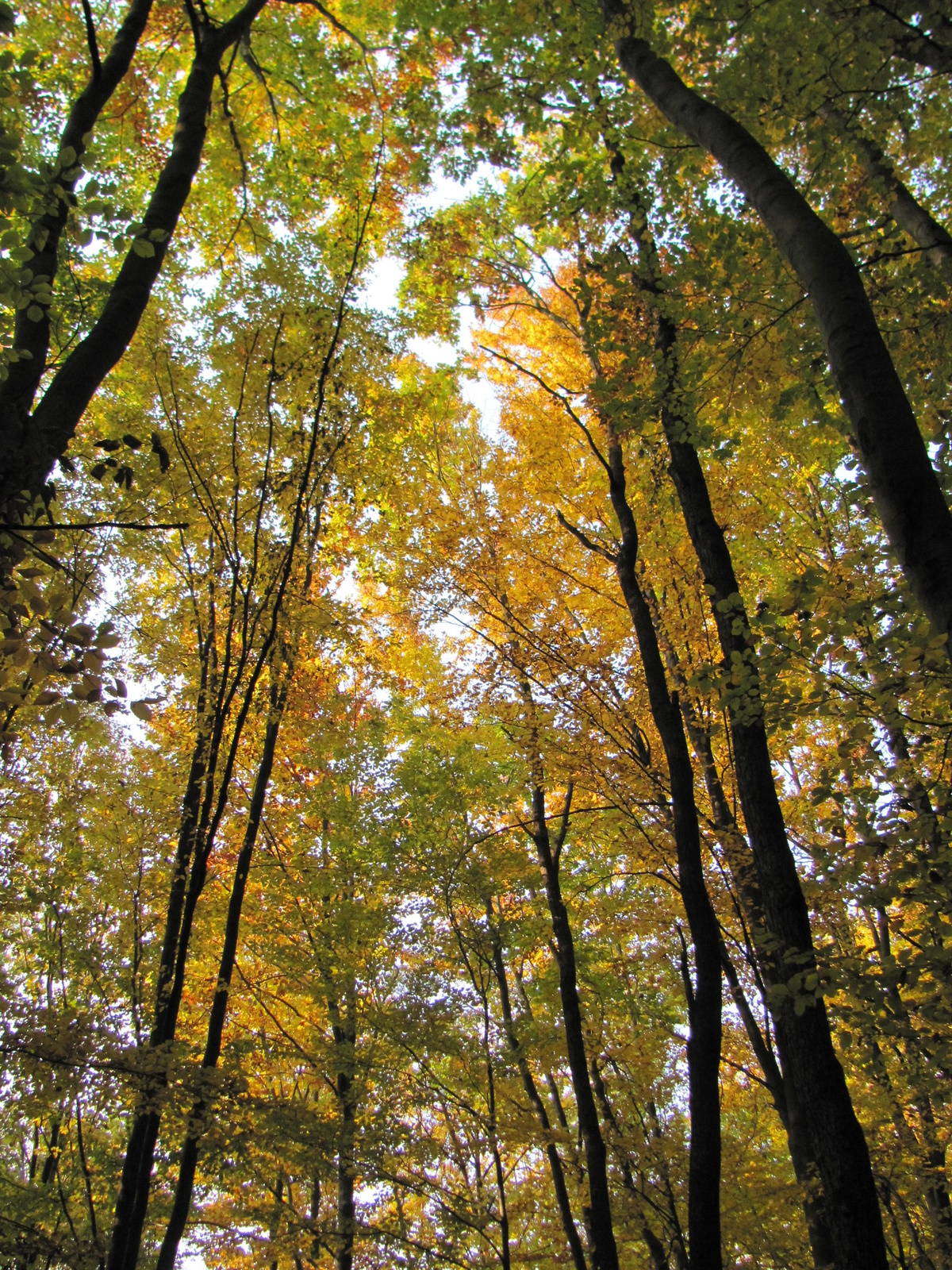 2011.10.31.Zengő,Réka-völgy,Pécsvárad 036